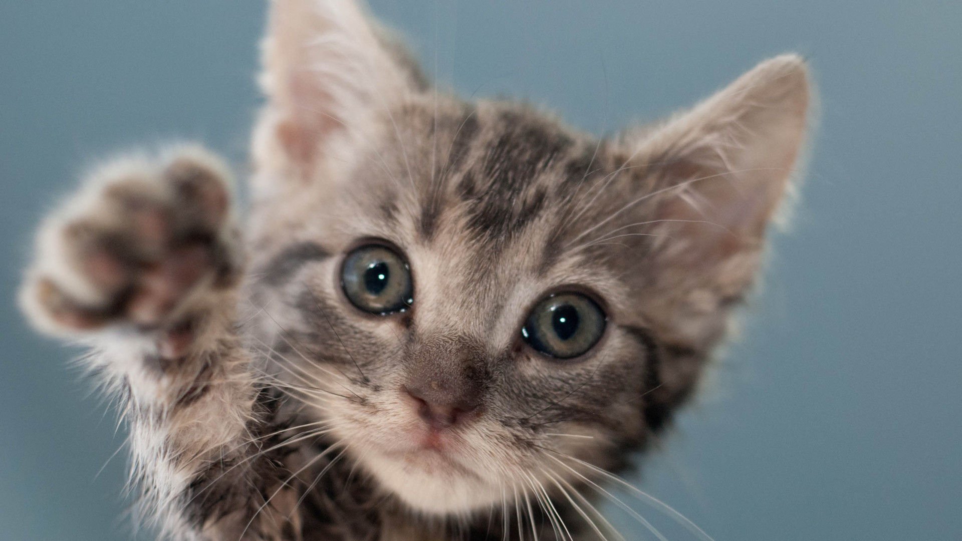 萌宠,喵星人,猫,可爱,卖萌,儿童桌面专用