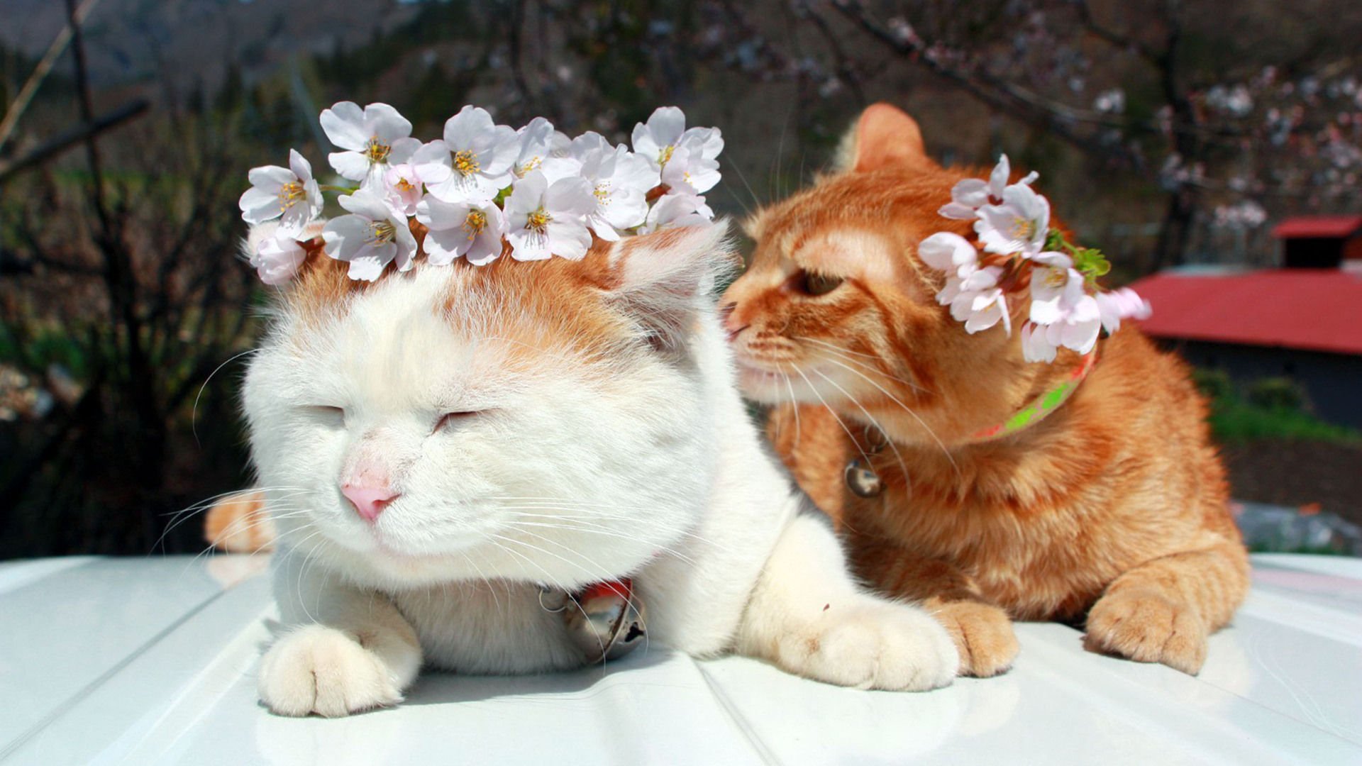 萌宠,喵星人,儿童桌面专用