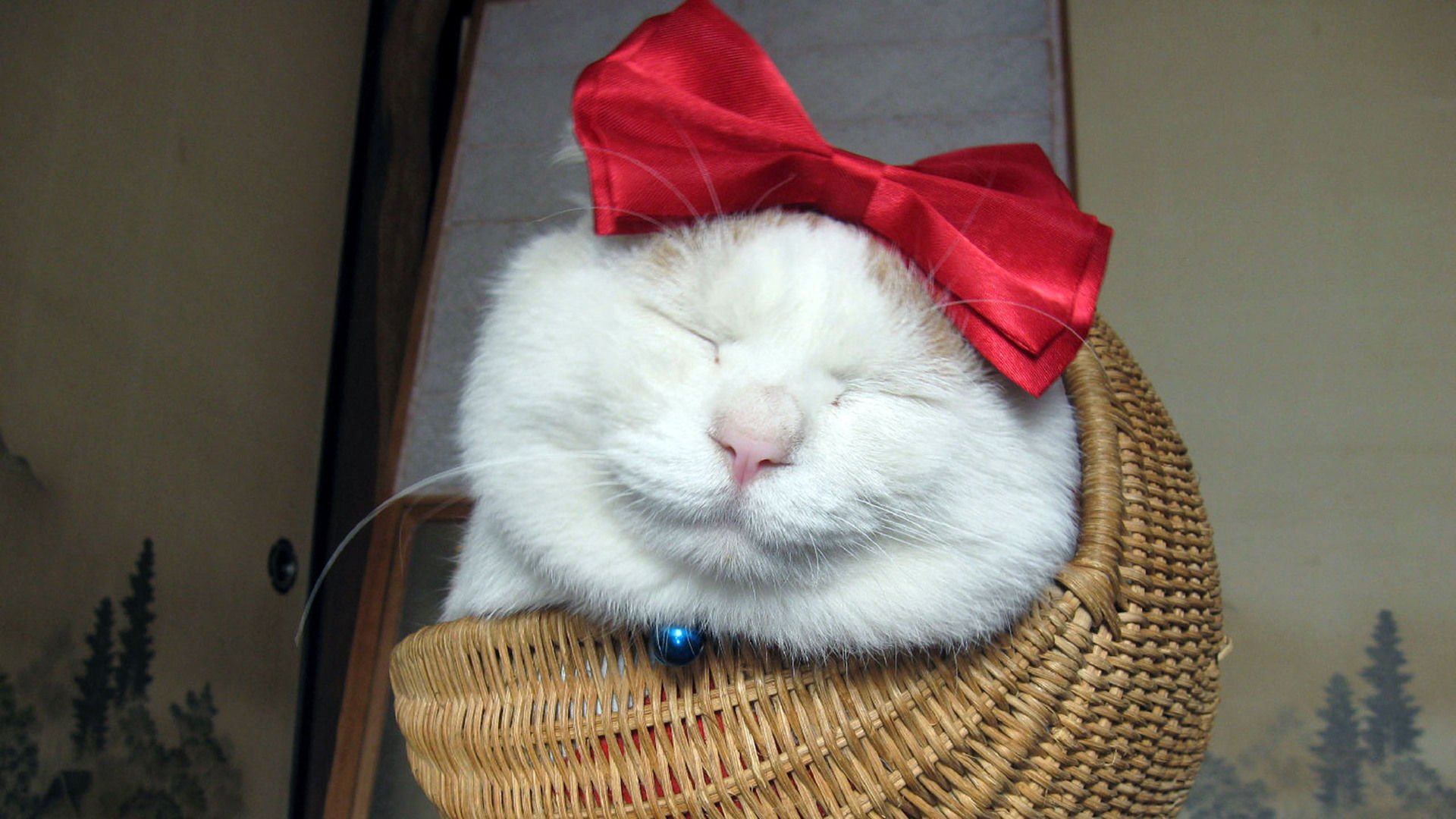 萌宠,喵星人,猫,可爱,卖萌,搞笑图,儿童桌面专用