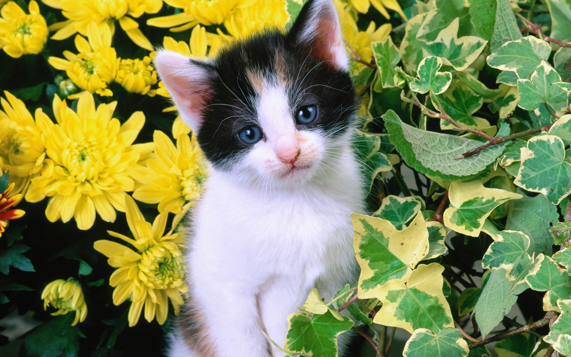 萌宠,喵星人,猫,可爱,卖萌,古灵精怪,儿童桌面专用