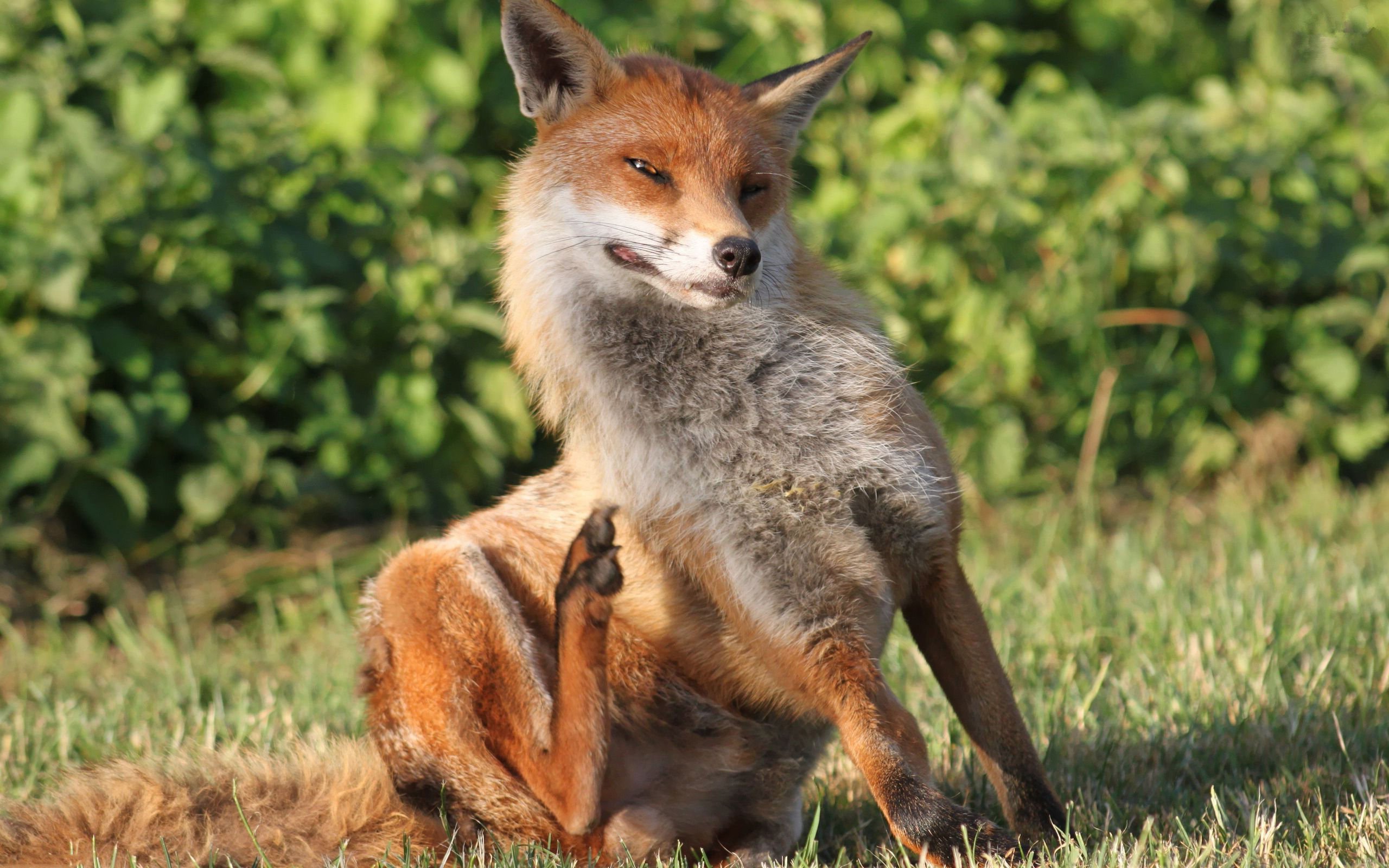 萌宠,野生动物,狐狸,儿童桌面专用