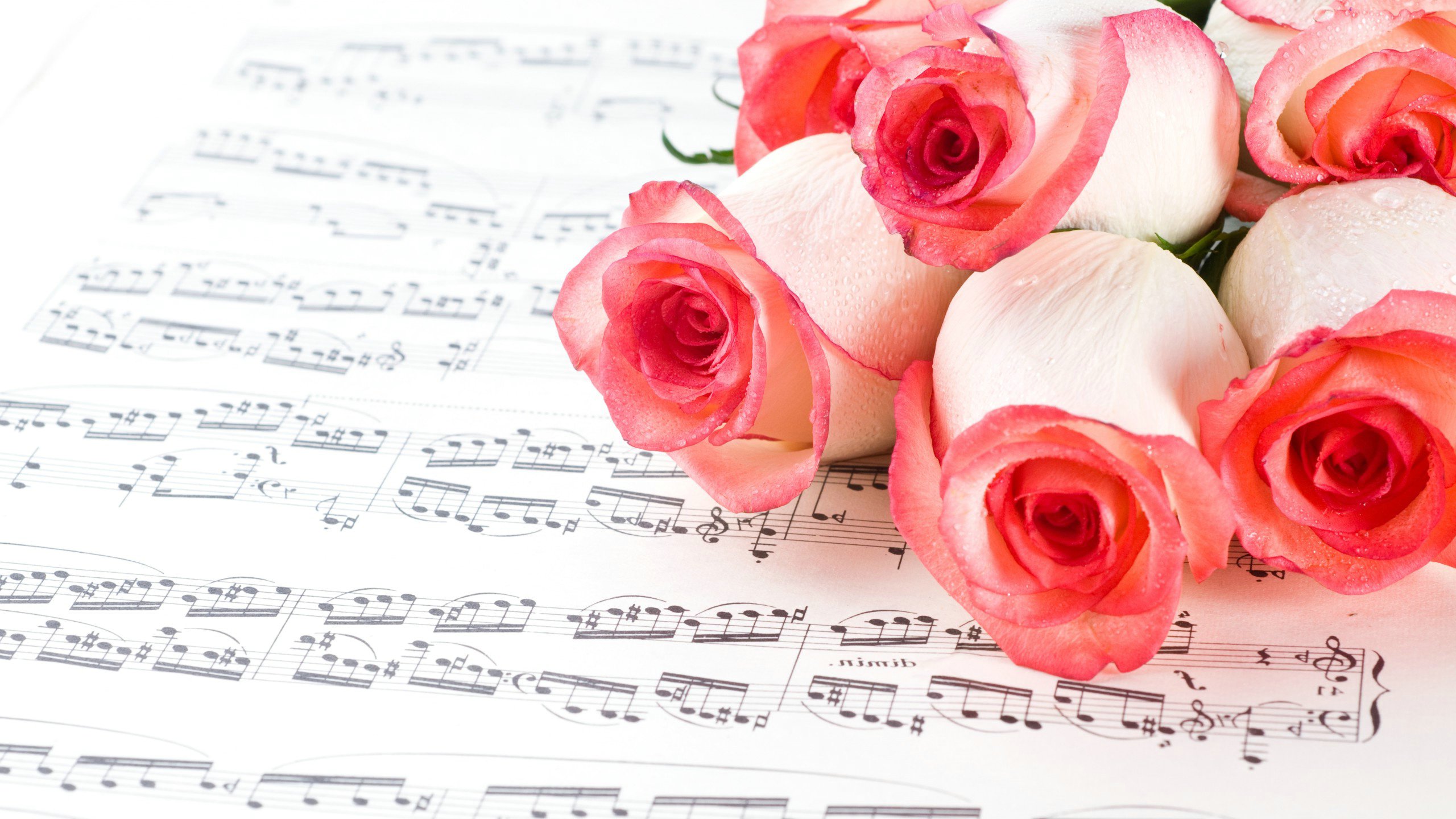 爱情美图,唯美温馨,玫瑰