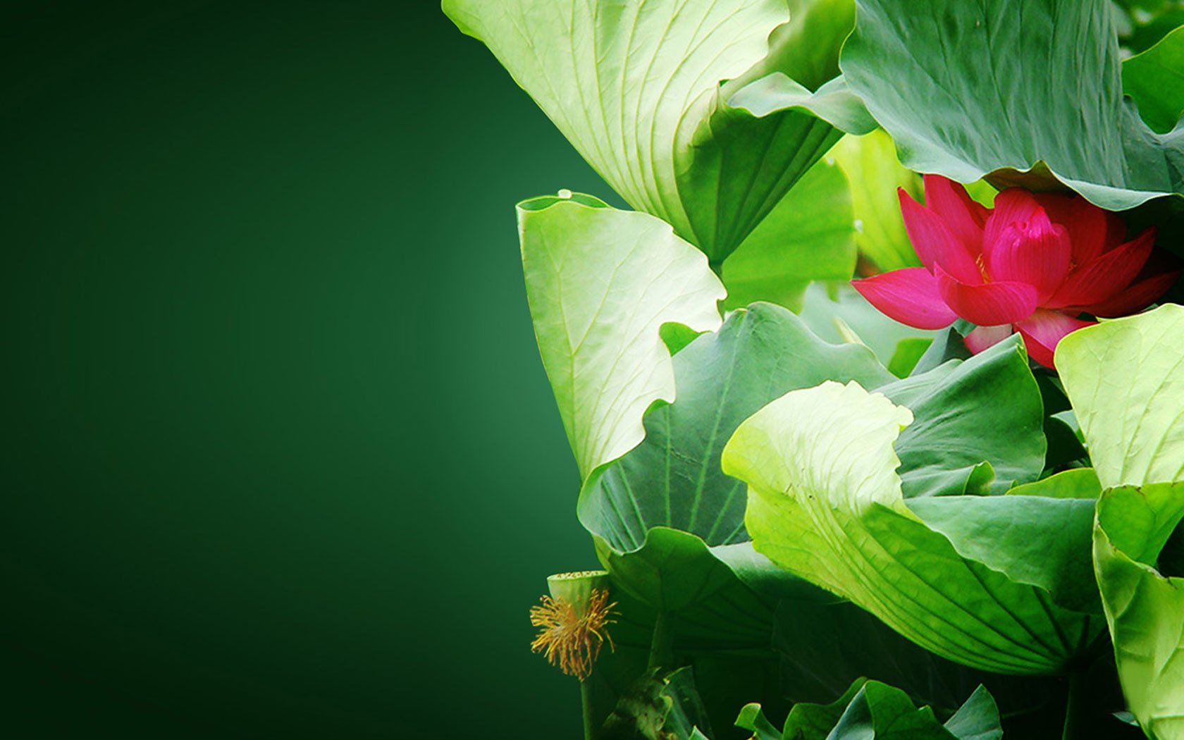 小清新,清新淡雅,荷花,2月8日,儿童桌面专用