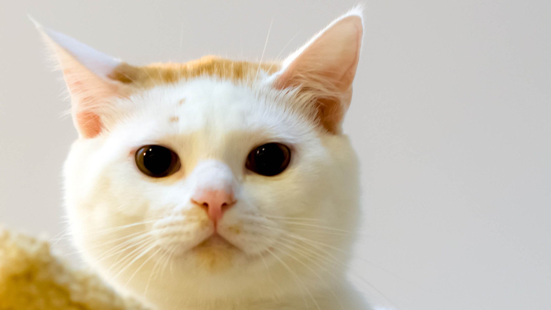 萌宠,喵星人,猫,卖萌,可爱,古灵精怪,儿童桌面专用