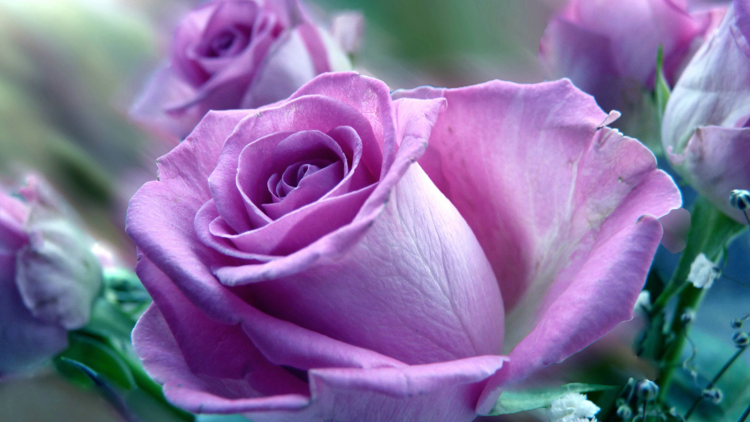 爱情美图,唯美温馨,玫瑰,浪漫