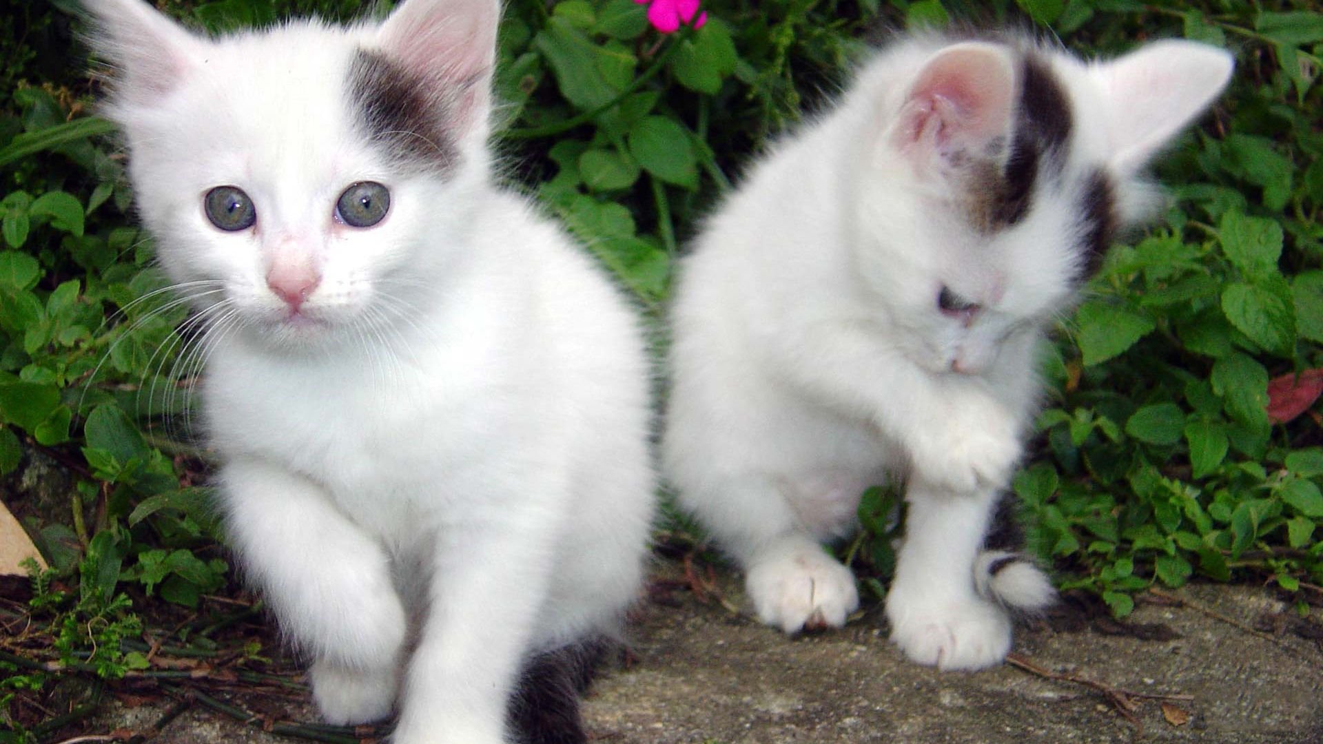 萌宠,喵星人,猫,儿童桌面专用