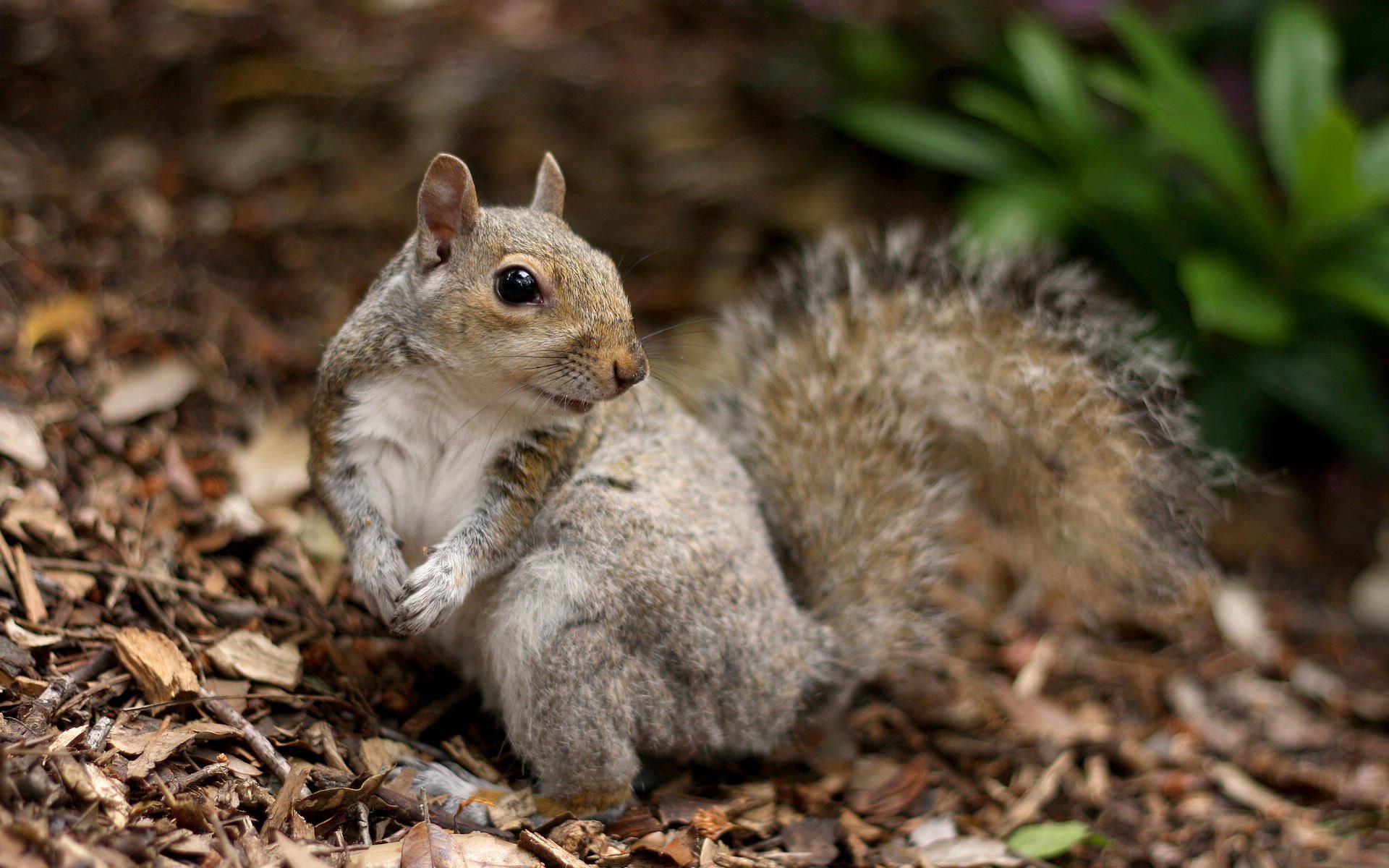 萌宠,野生动物,松鼠,古灵精怪,儿童桌面专用