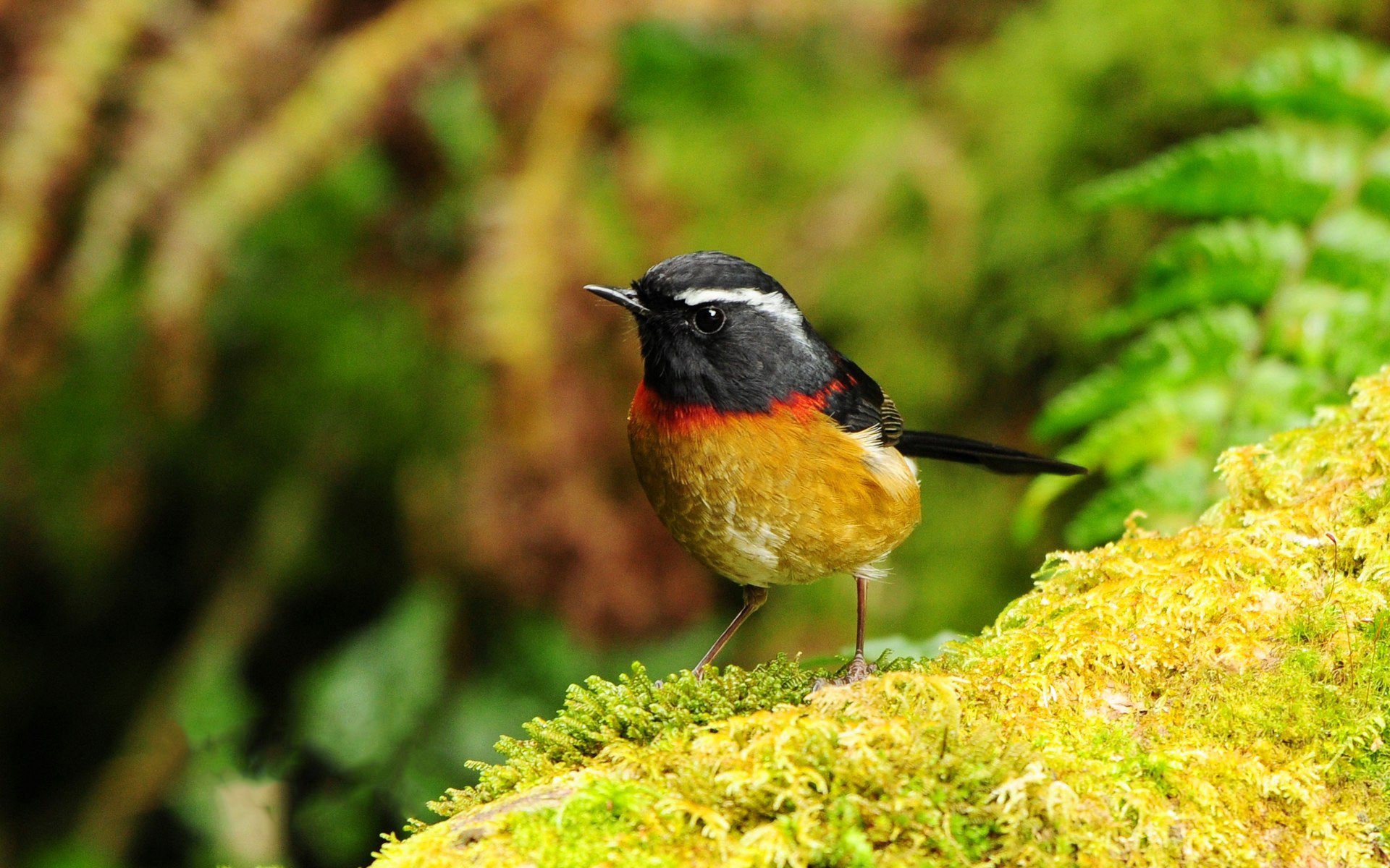 萌宠,小鸟天地,鸟,儿童桌面专用