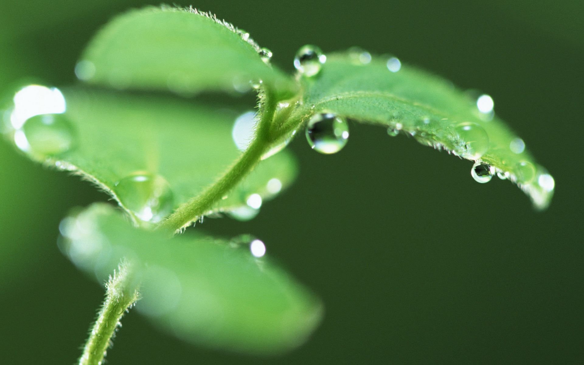 小清新,护眼壁纸,绿色,2月27日,儿童桌面专用