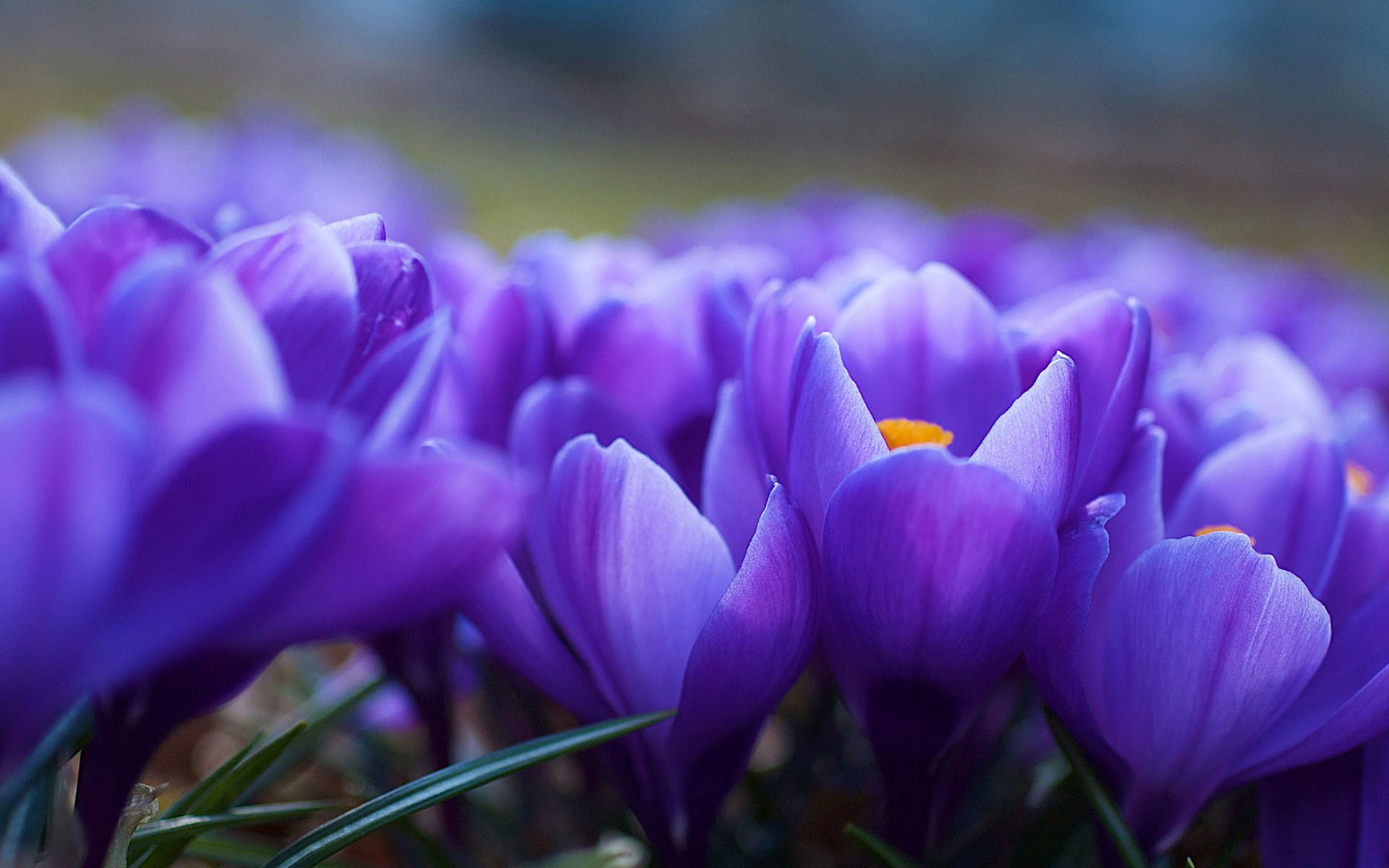 小清新,鸟语花香,花卉,2月1日,儿童桌面专用