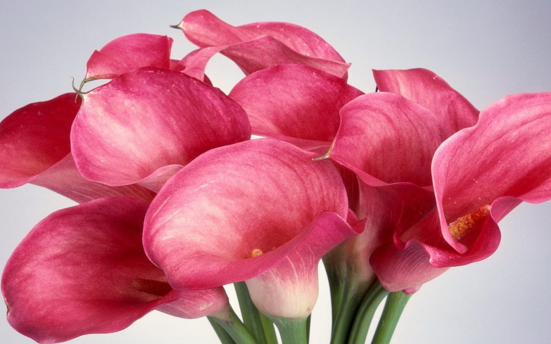 小清新,静物写真,花卉,2月27日,儿童桌面专用