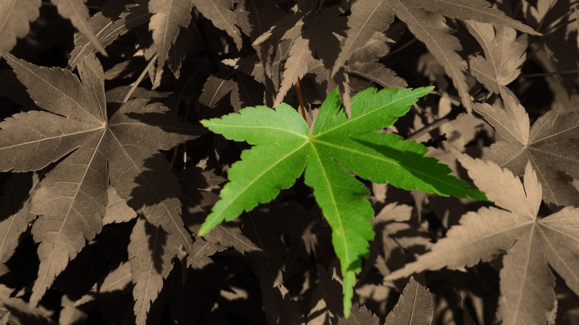 小清新,静物写真,树叶,2月5日,儿童桌面专用