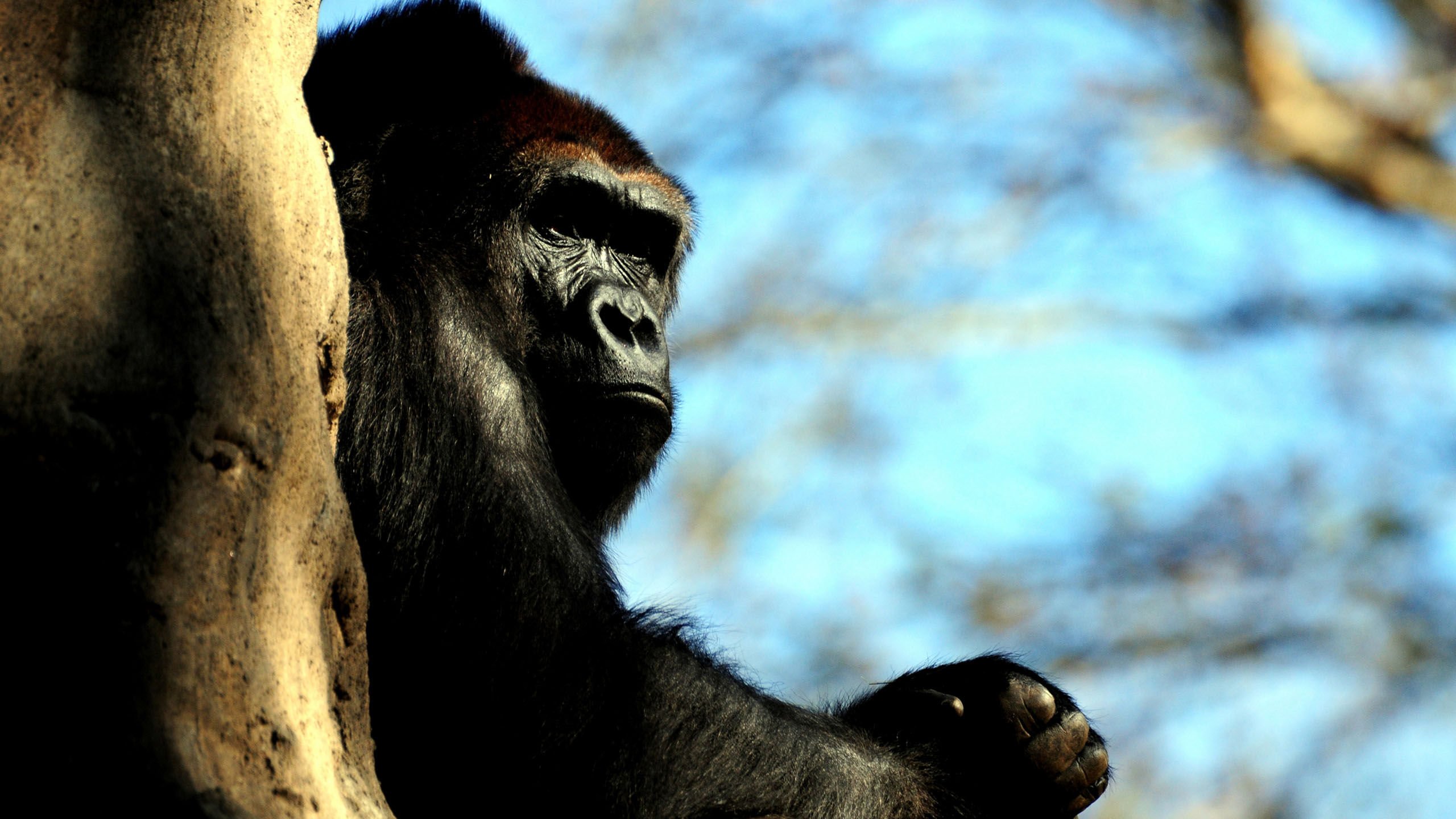 萌宠,野生动物,猩猩,黑猩猩,儿童桌面专用