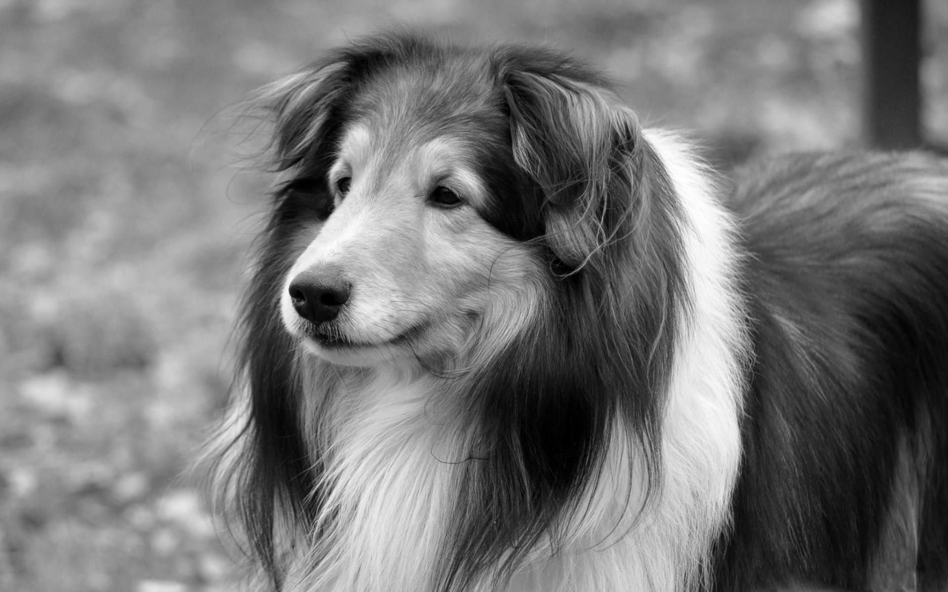 萌宠,汪星人,狗,可爱,儿童桌面专用