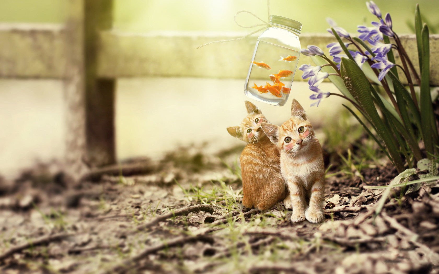 萌宠,喵星人,猫,可爱,卖萌,儿童桌面专用