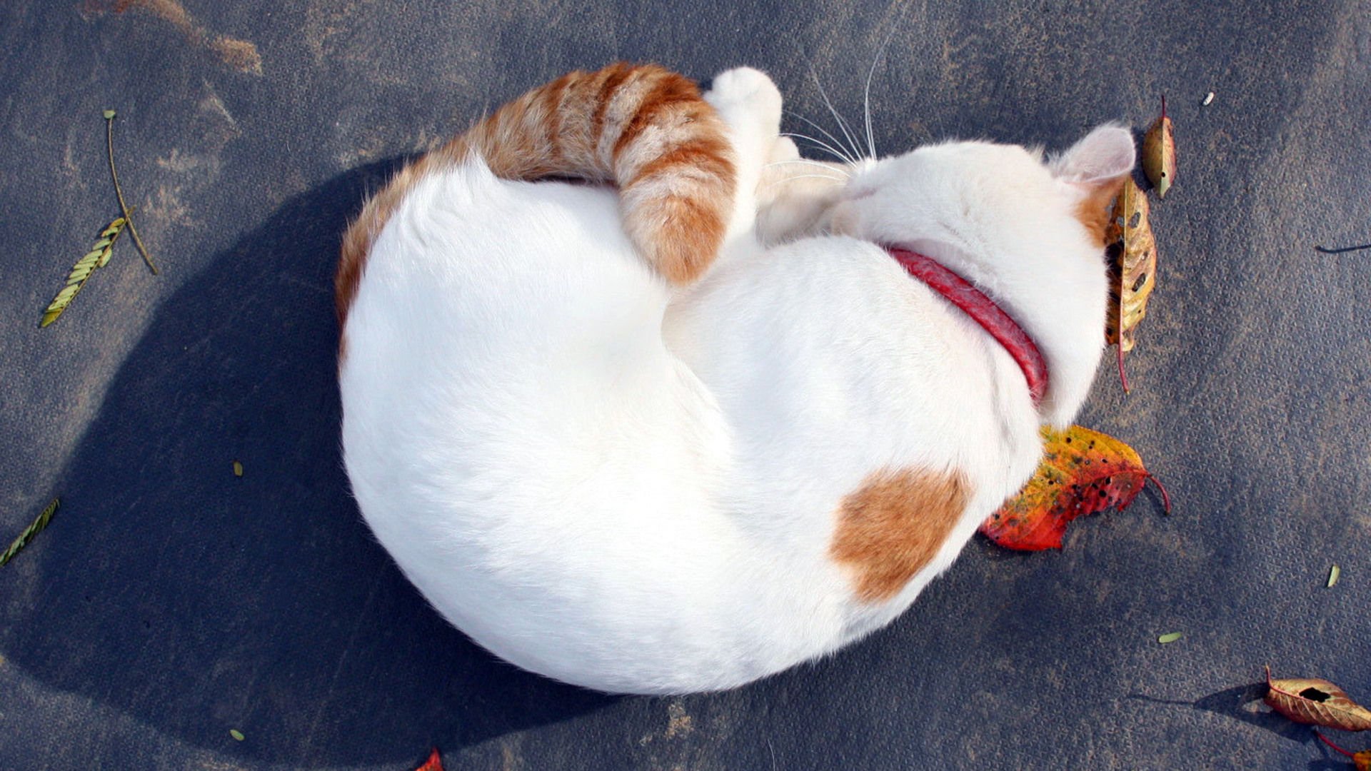 萌宠,喵星人,猫,可爱,卖萌,儿童桌面专用