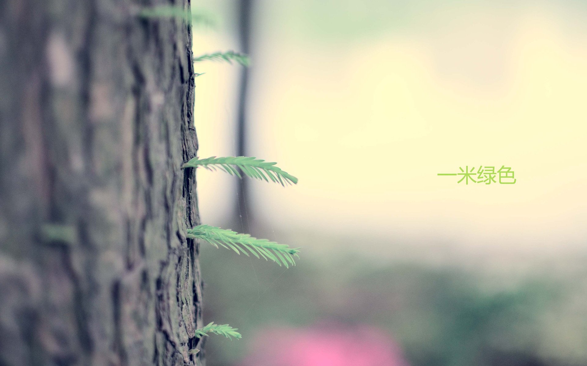 小清新,清新淡雅,2月5日,儿童桌面专用