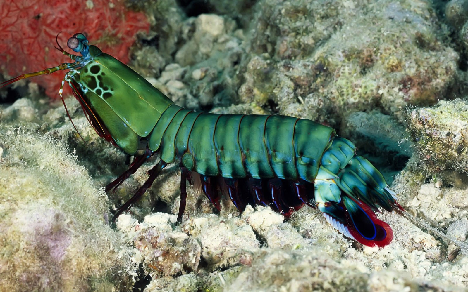 萌宠,海底世界,儿童桌面专用