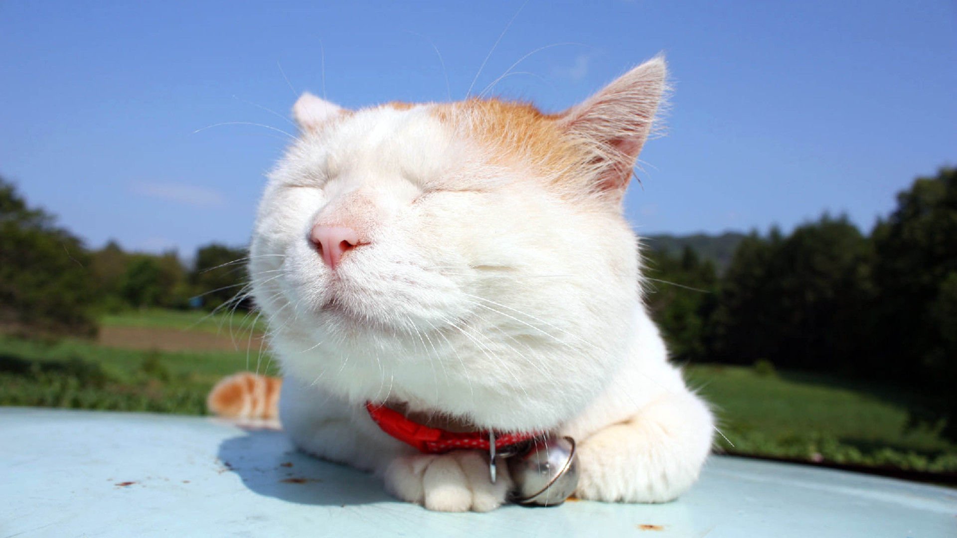 萌宠,喵星人,猫,古灵精怪,卖萌,睡觉中,可爱,儿童桌面专用