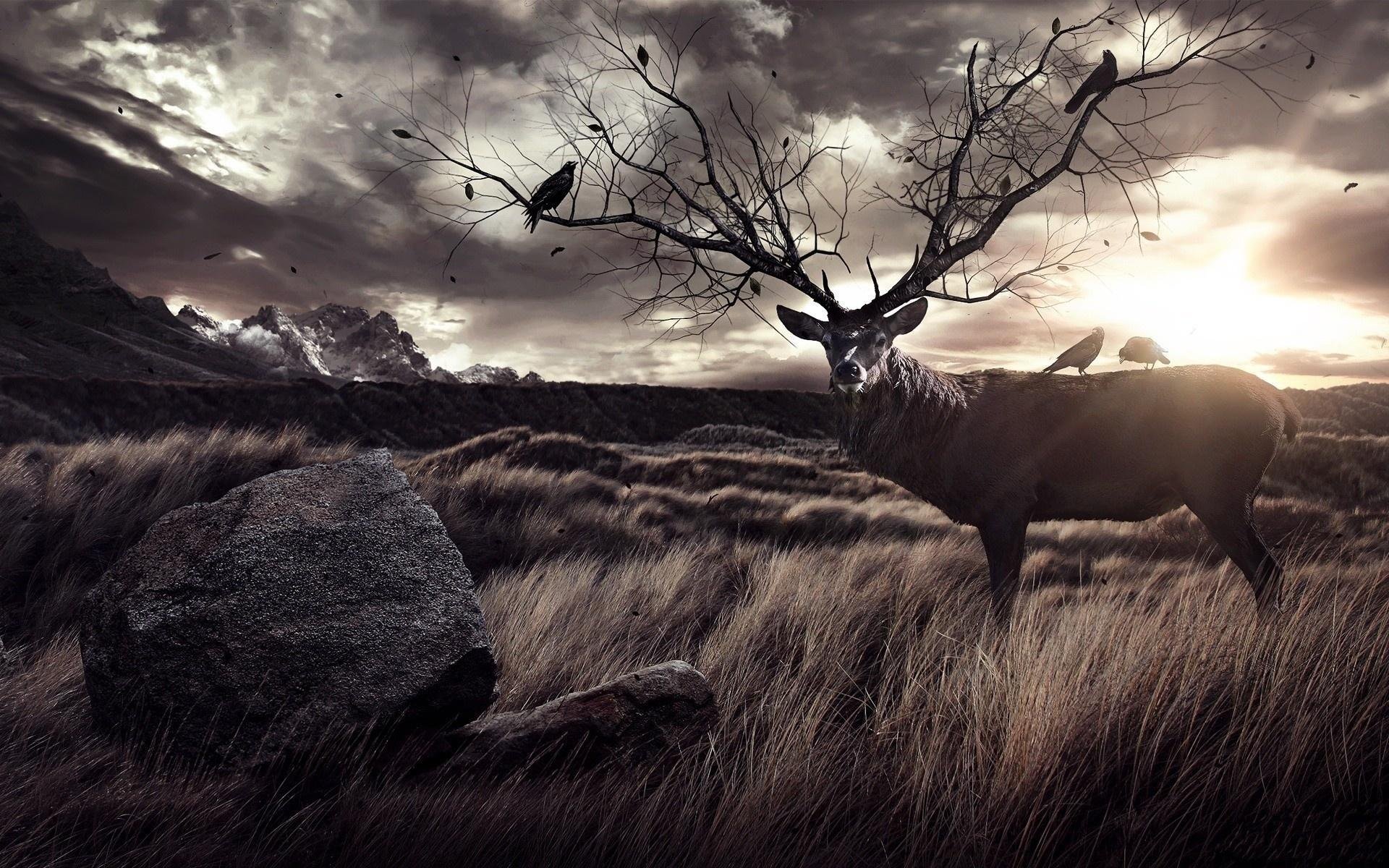 萌宠,野生动物,鹿,儿童桌面专用