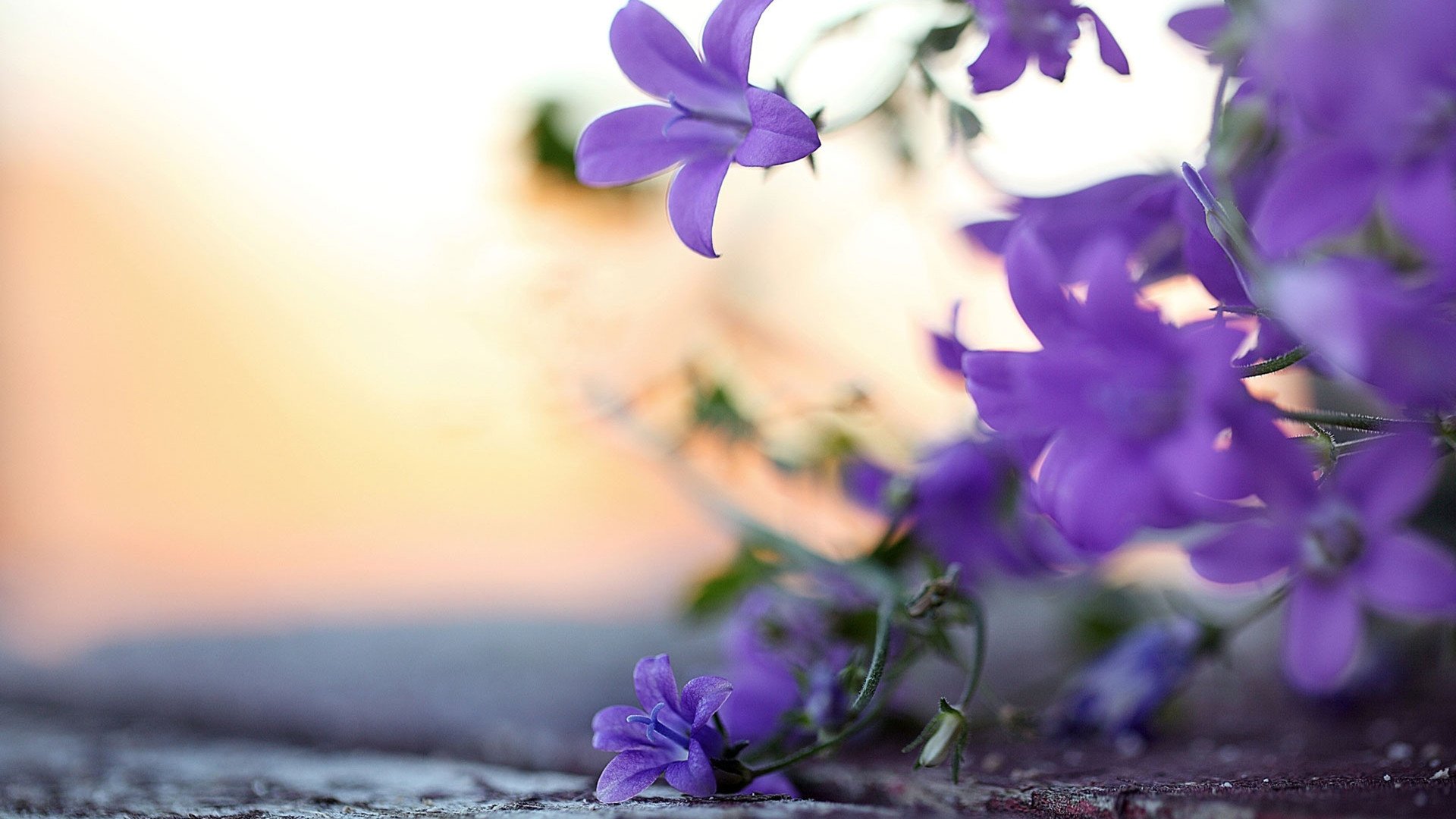 小清新,鸟语花香,花卉,2月8日,儿童桌面专用