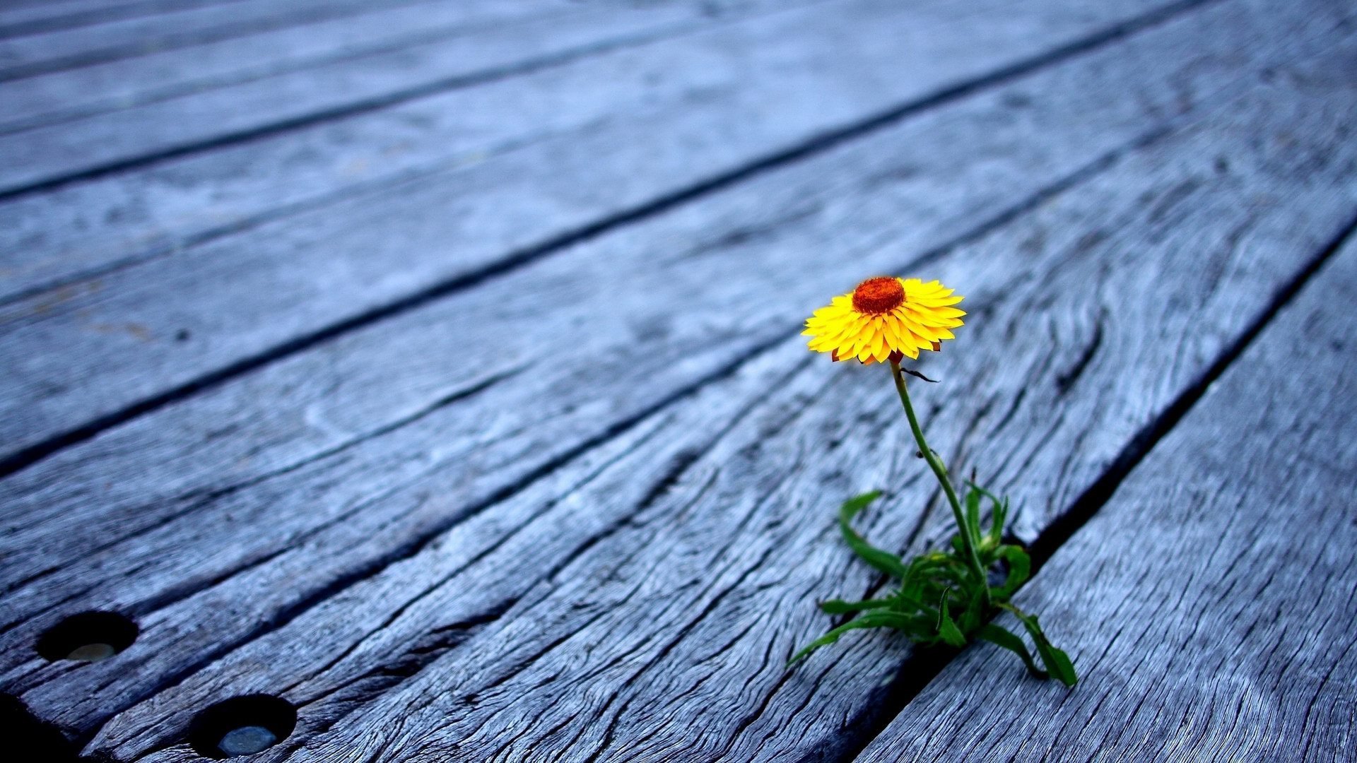 小清新,静物写真,花卉,2月12日,儿童桌面专用