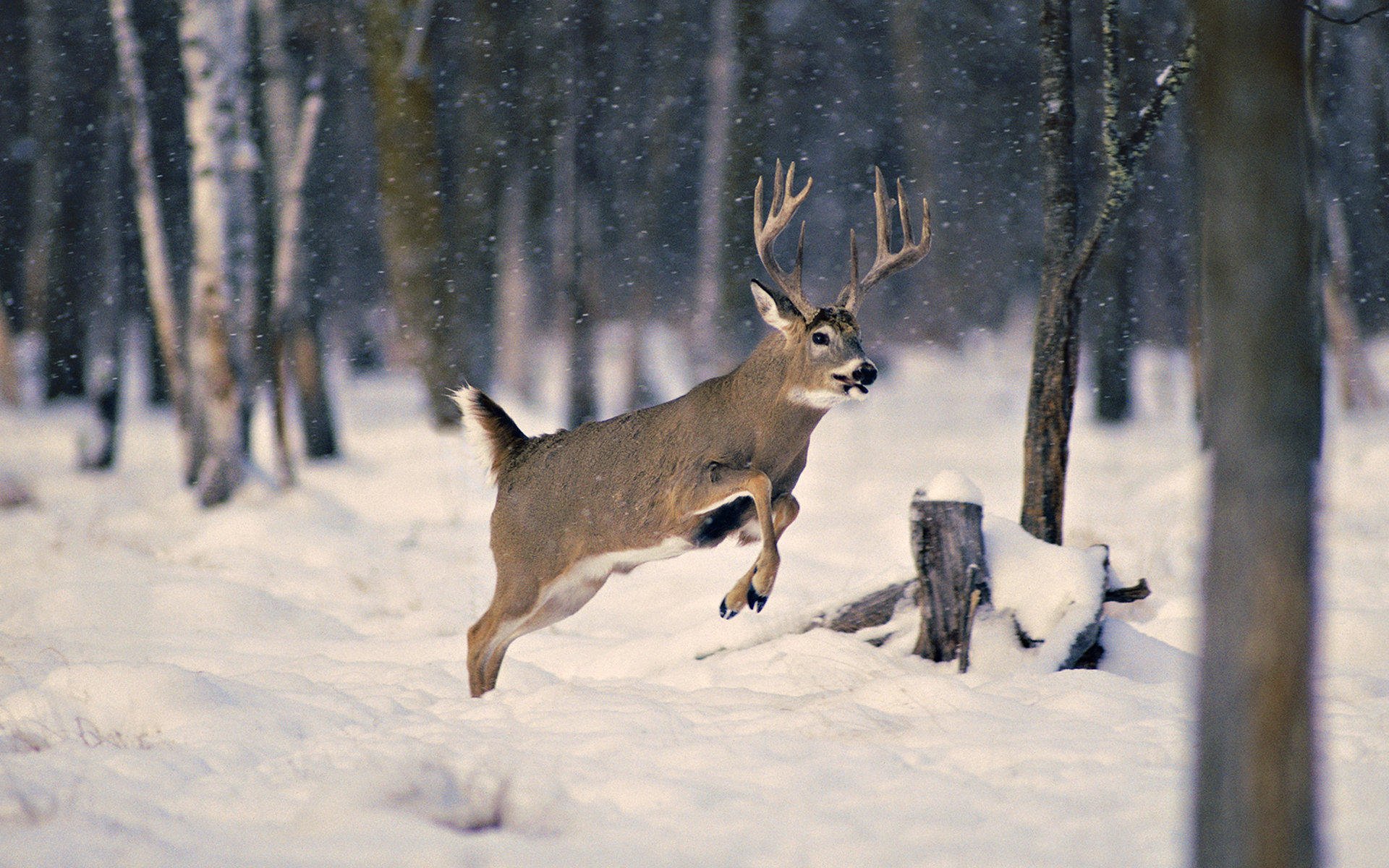 萌宠,野生动物,鹿,儿童桌面专用
