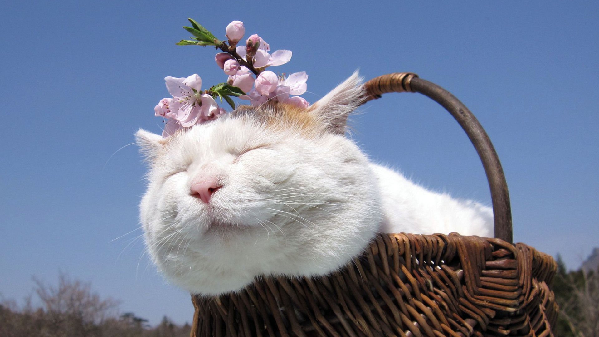 萌宠,喵星人,猫,可爱,卖萌,儿童桌面专用