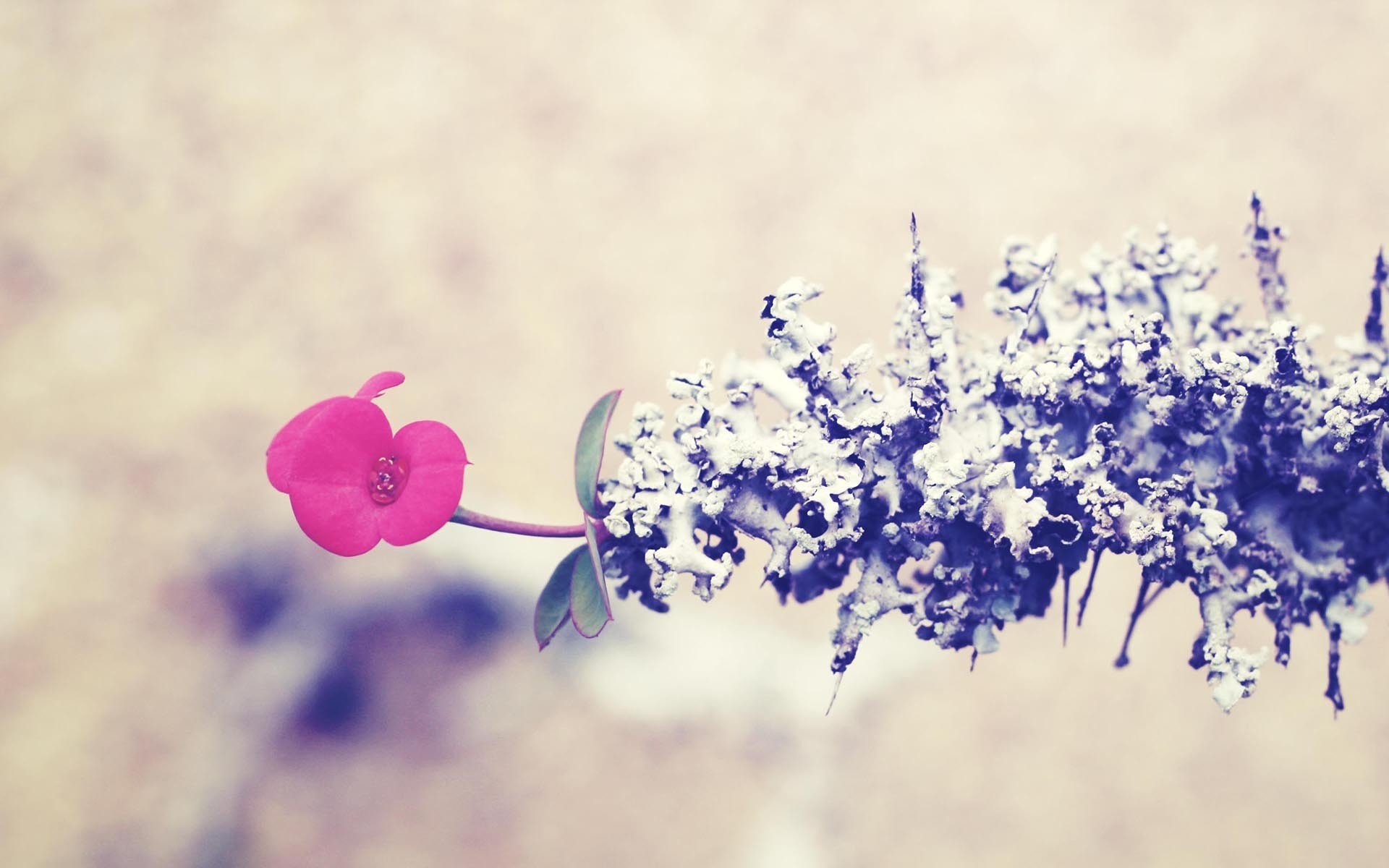 小清新,清新淡雅,花卉,2月28日,儿童桌面专用