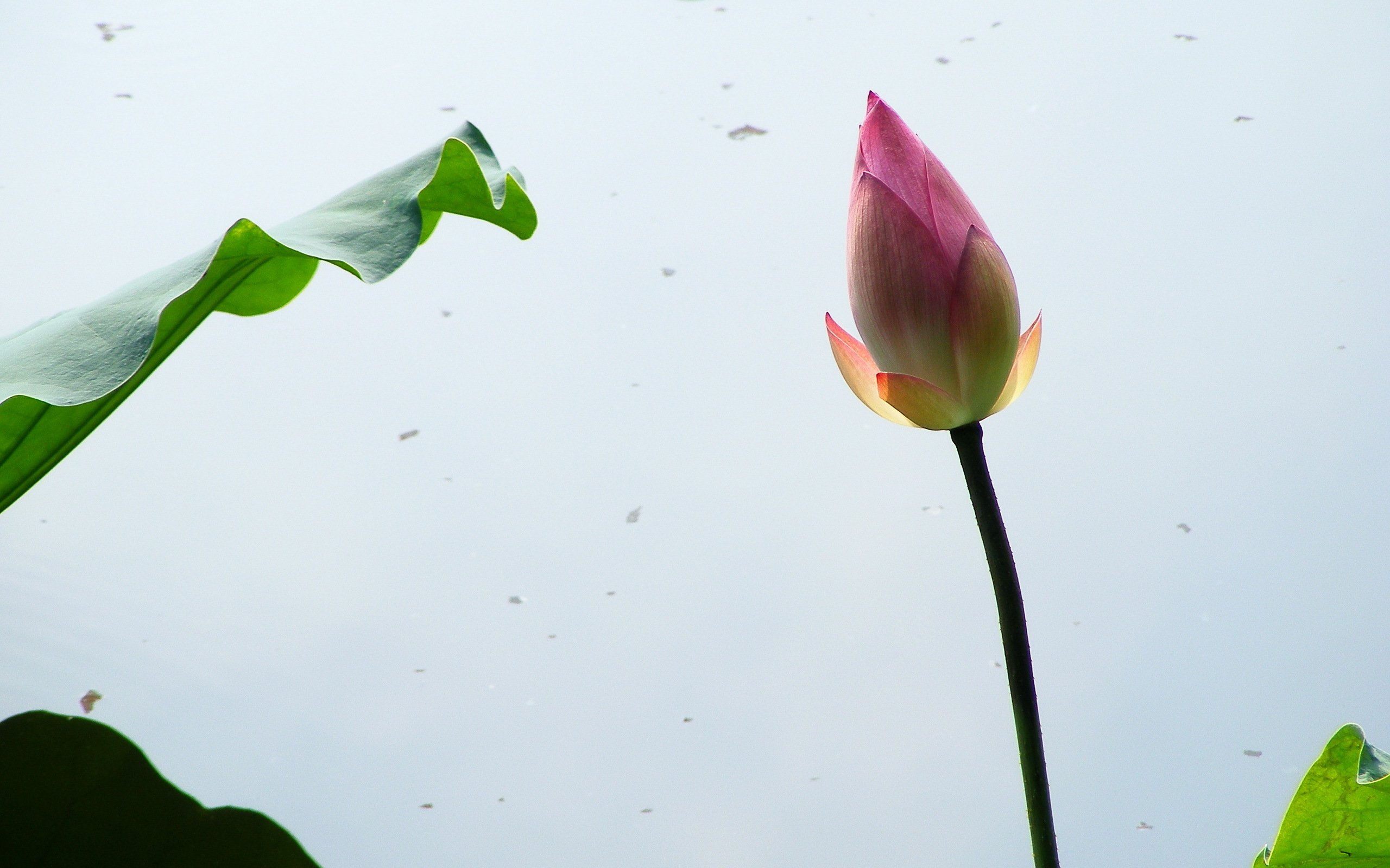 小清新,清新淡雅,荷花,2月26日,儿童桌面专用