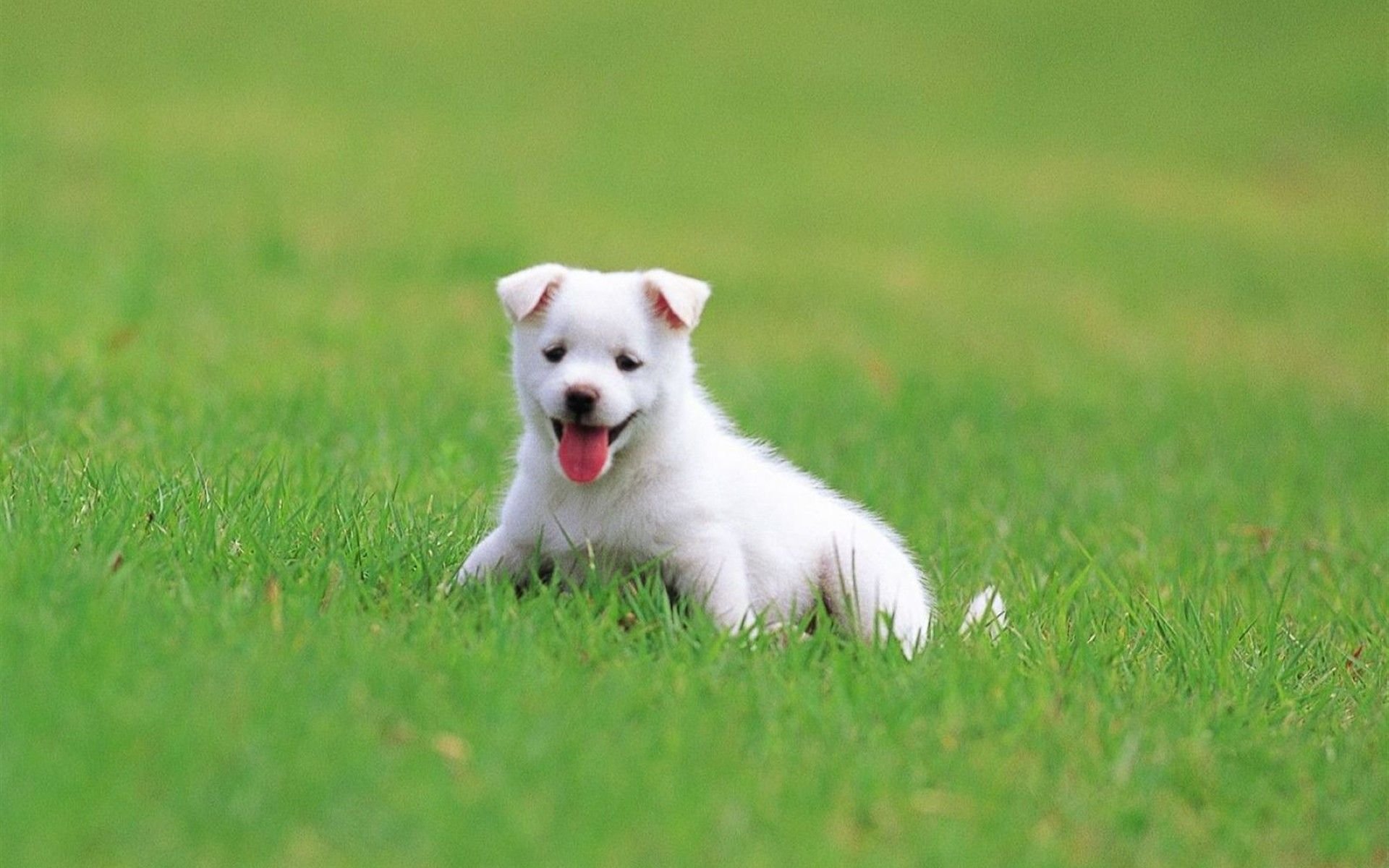 萌宠,汪星人,狗,卖萌,儿童桌面专用