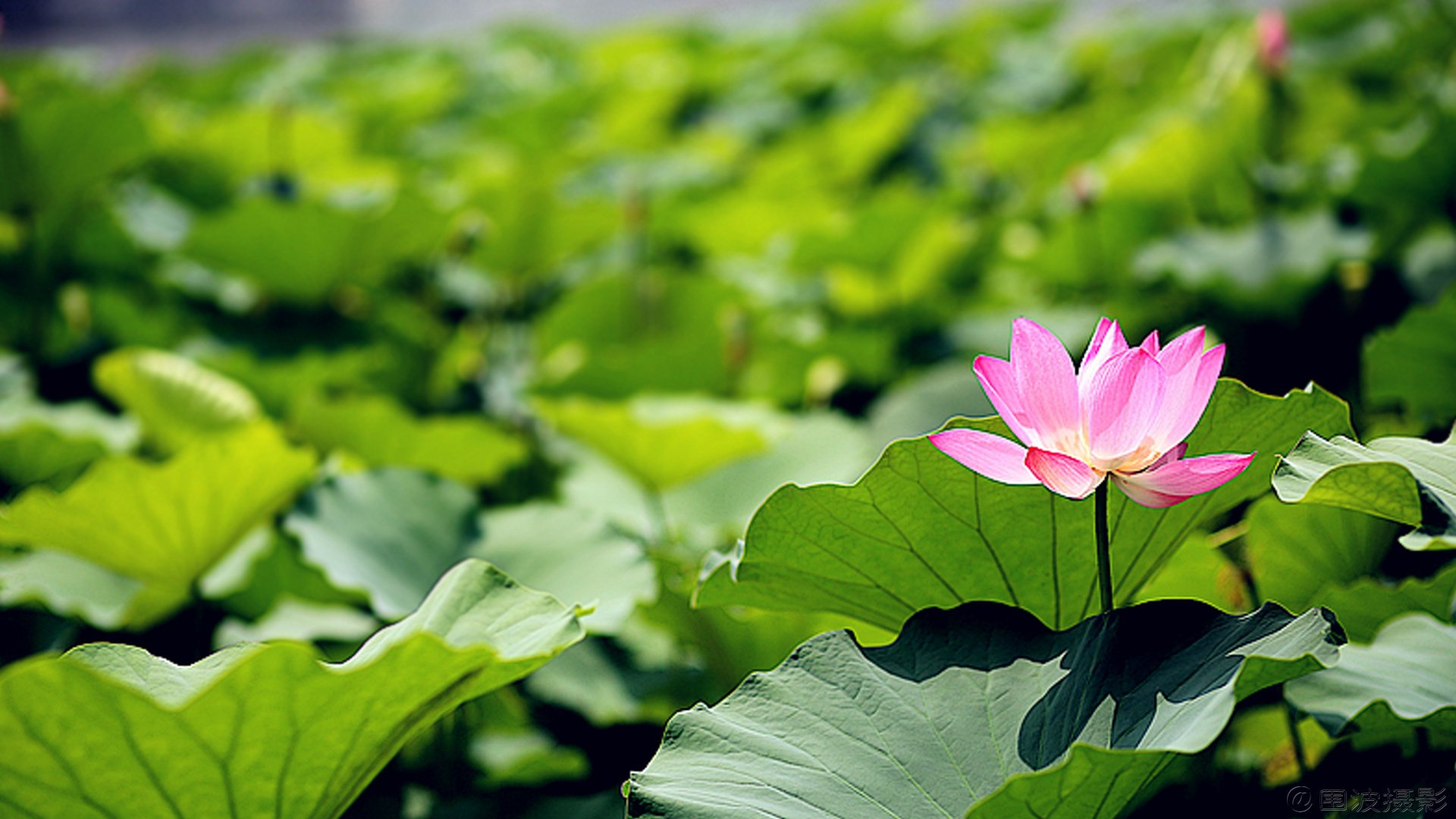 小清新,清新淡雅,花卉,荷花,围波摄影,荷塘月色,2月20日,儿童桌面专用