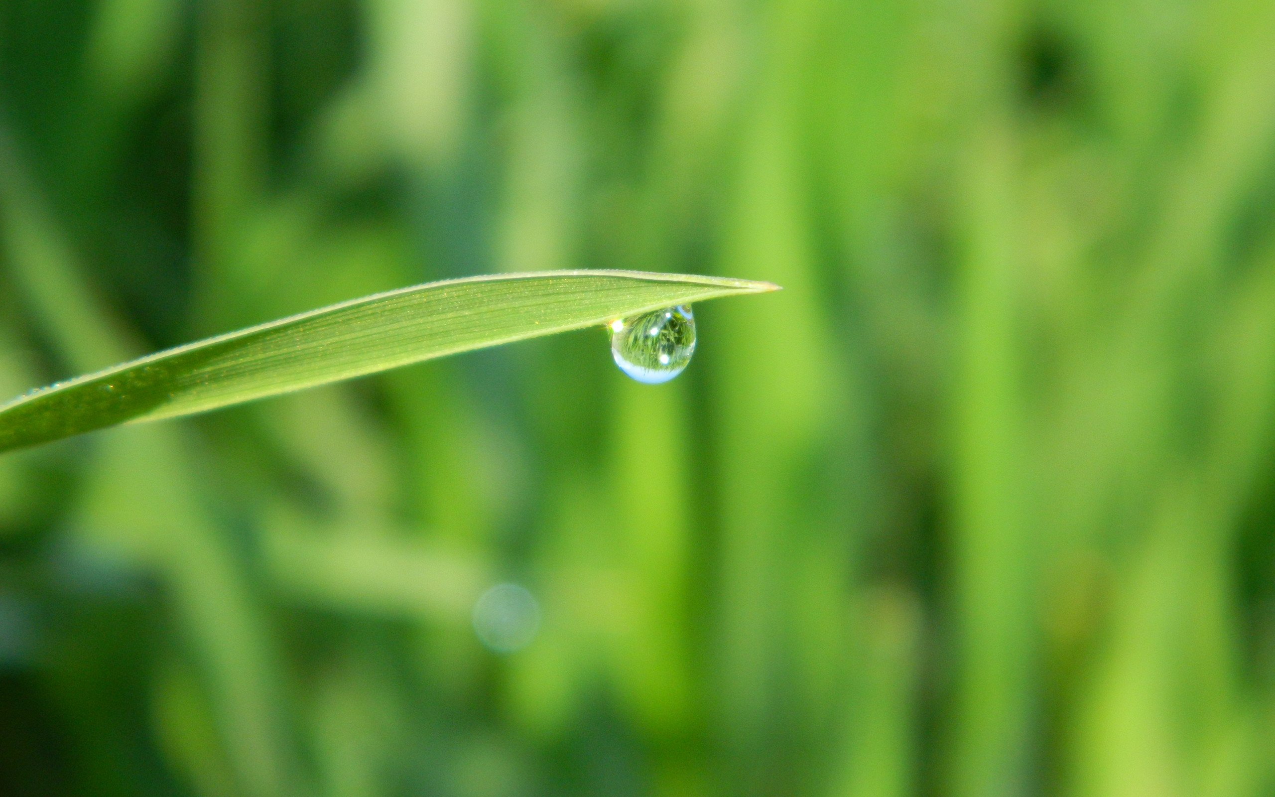 小清新,护眼壁纸,绿色,2月14日,儿童桌面专用