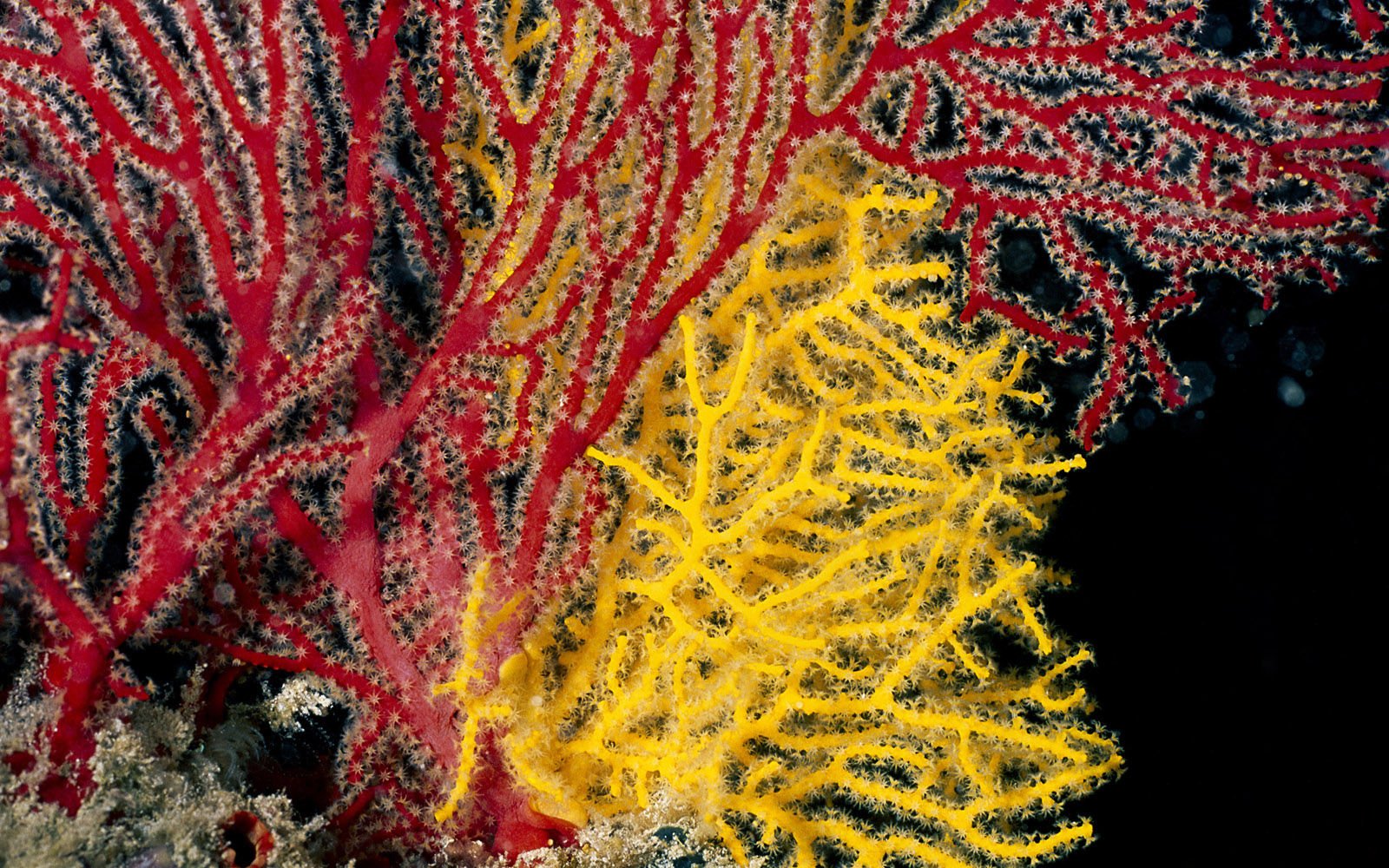 萌宠,海底世界,珊瑚,儿童桌面专用