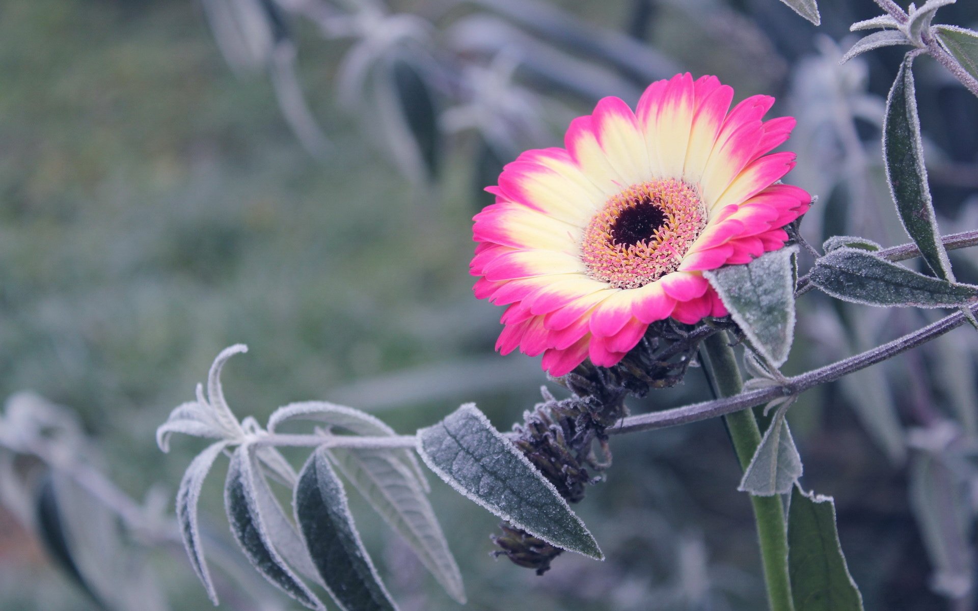 小清新,清新淡雅,花卉,2月22日,儿童桌面专用