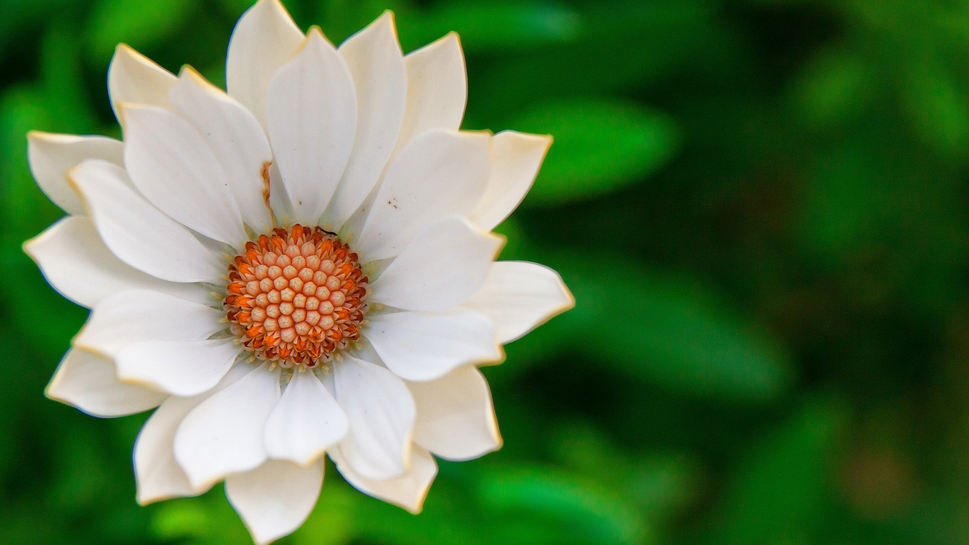 小清新,鸟语花香,花卉,2月17日,儿童桌面专用