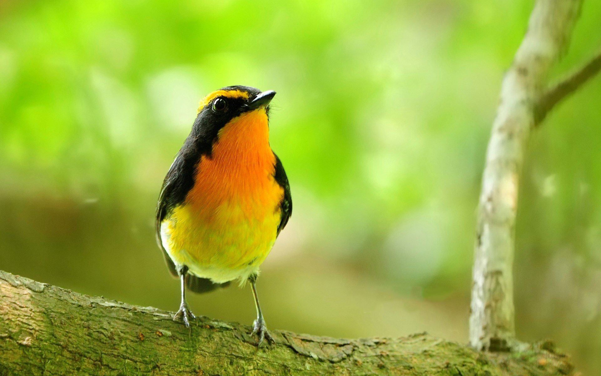 萌宠,小鸟天地,鸟,儿童桌面专用