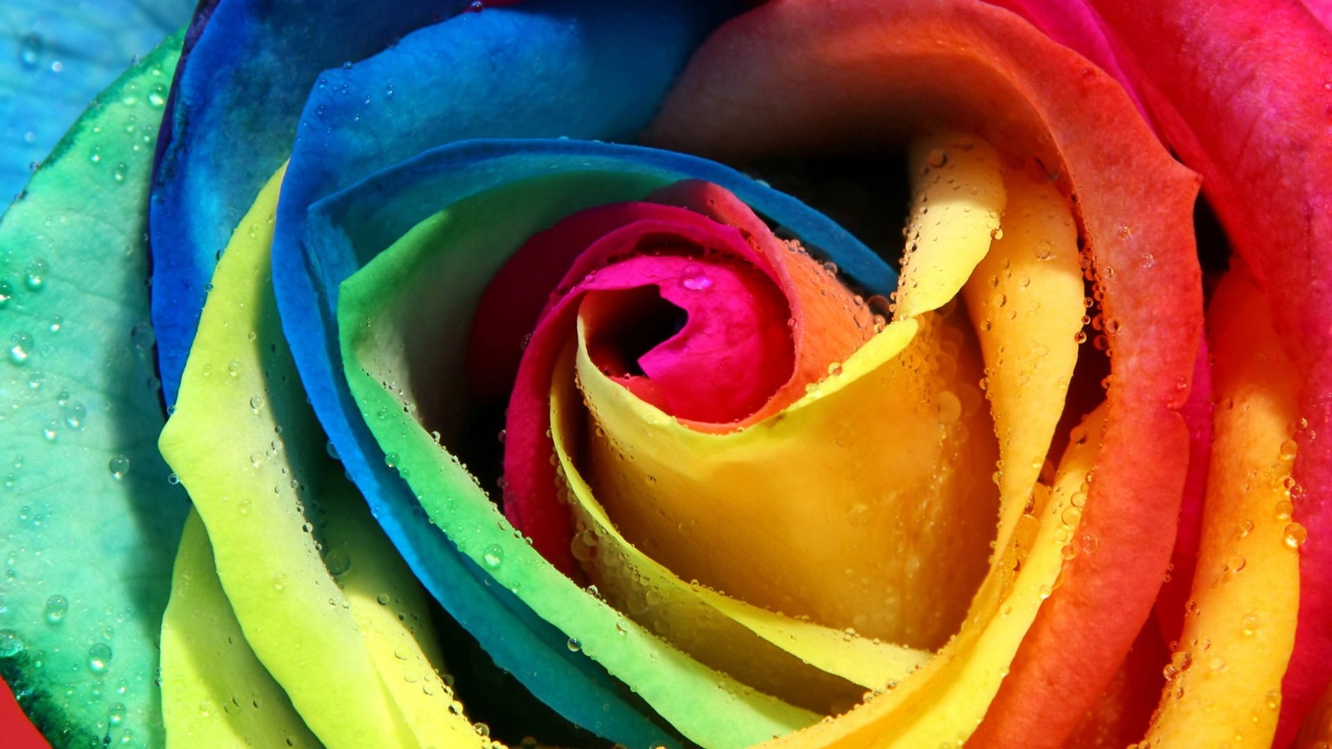 小清新,静物写真,彩色玫瑰,2月15日,儿童桌面专用