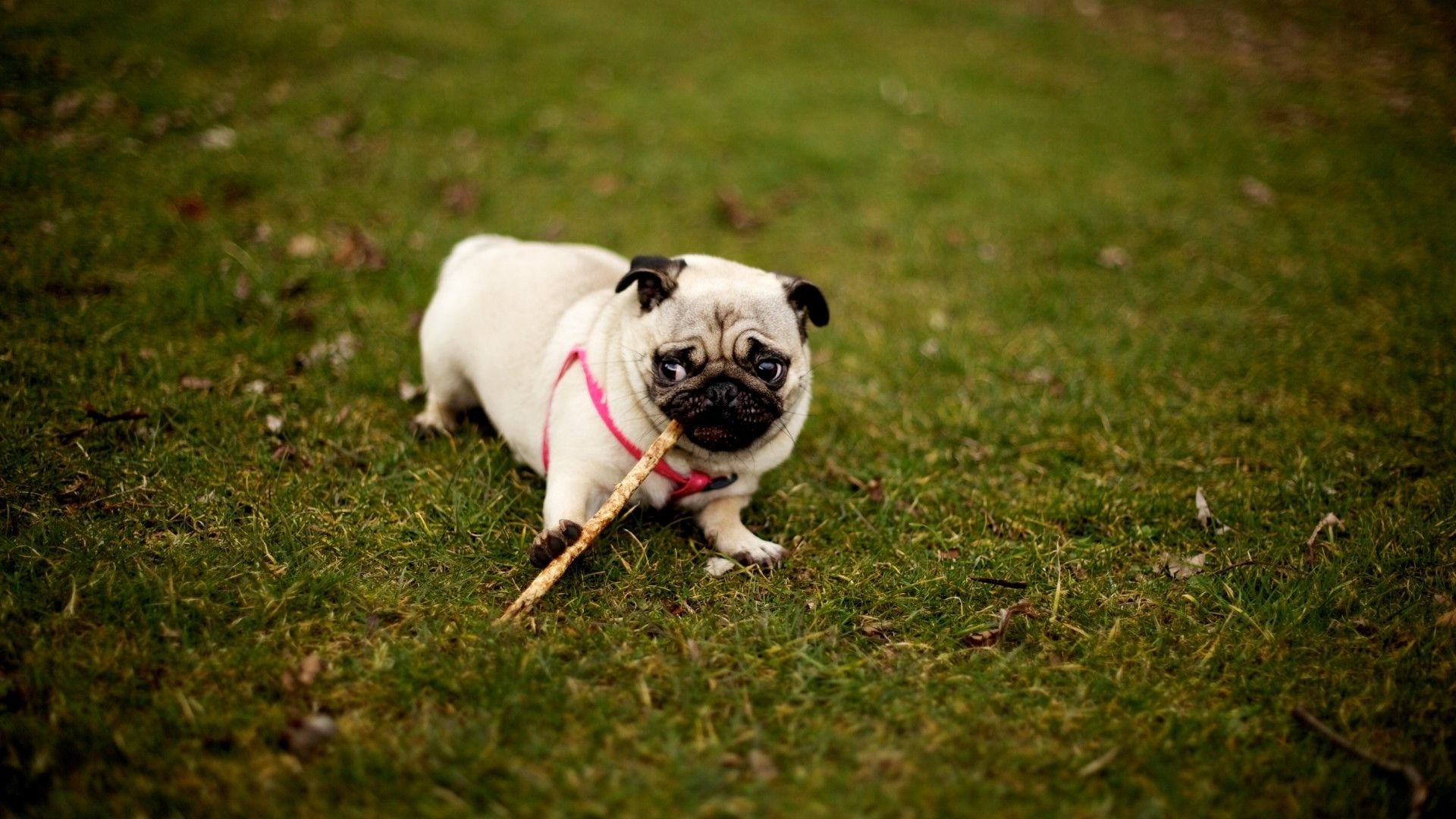 萌宠,汪星人,狗,卖萌,可爱,古灵精怪,儿童桌面专用
