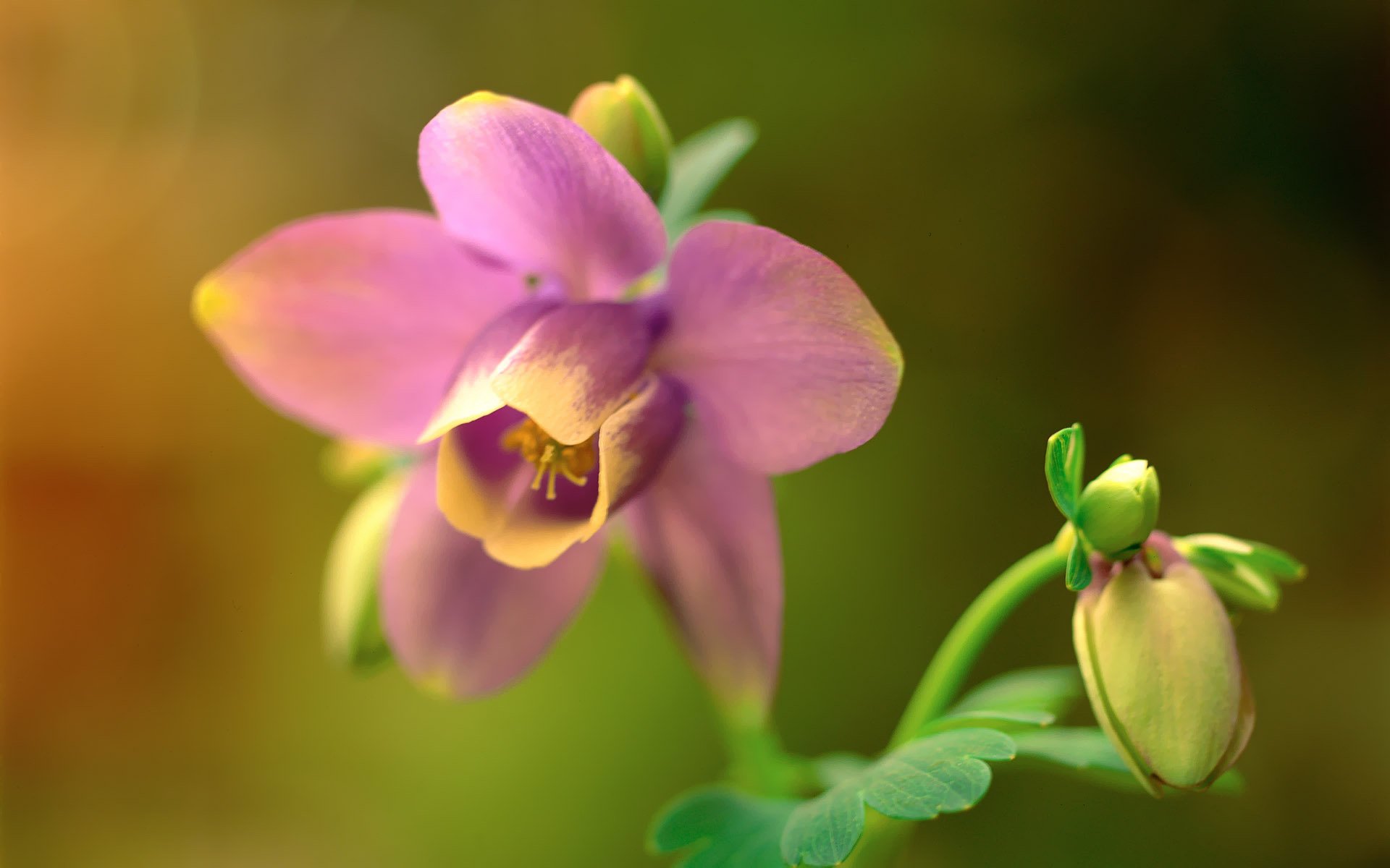 小清新,娇艳欲滴,花卉,2月16日,儿童桌面专用