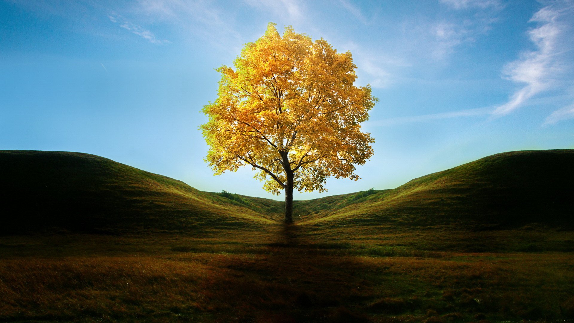 小清新,清新淡雅,树,2月6日,儿童桌面专用