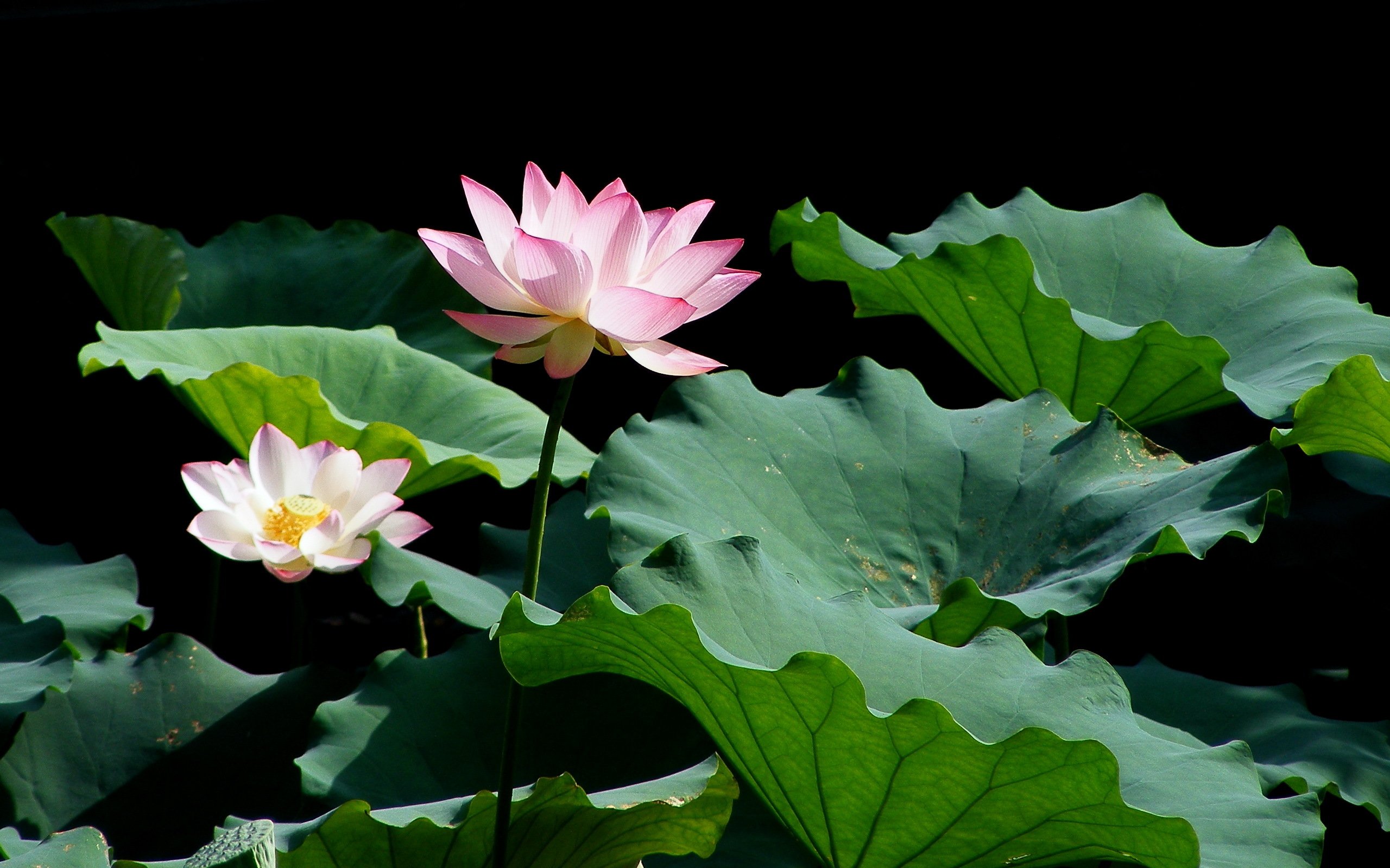 小清新,清新淡雅,荷花,2月12日,儿童桌面专用