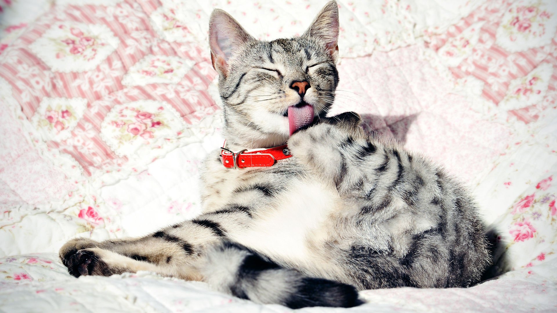 萌宠,喵星人,猫,可爱,卖萌,儿童桌面专用