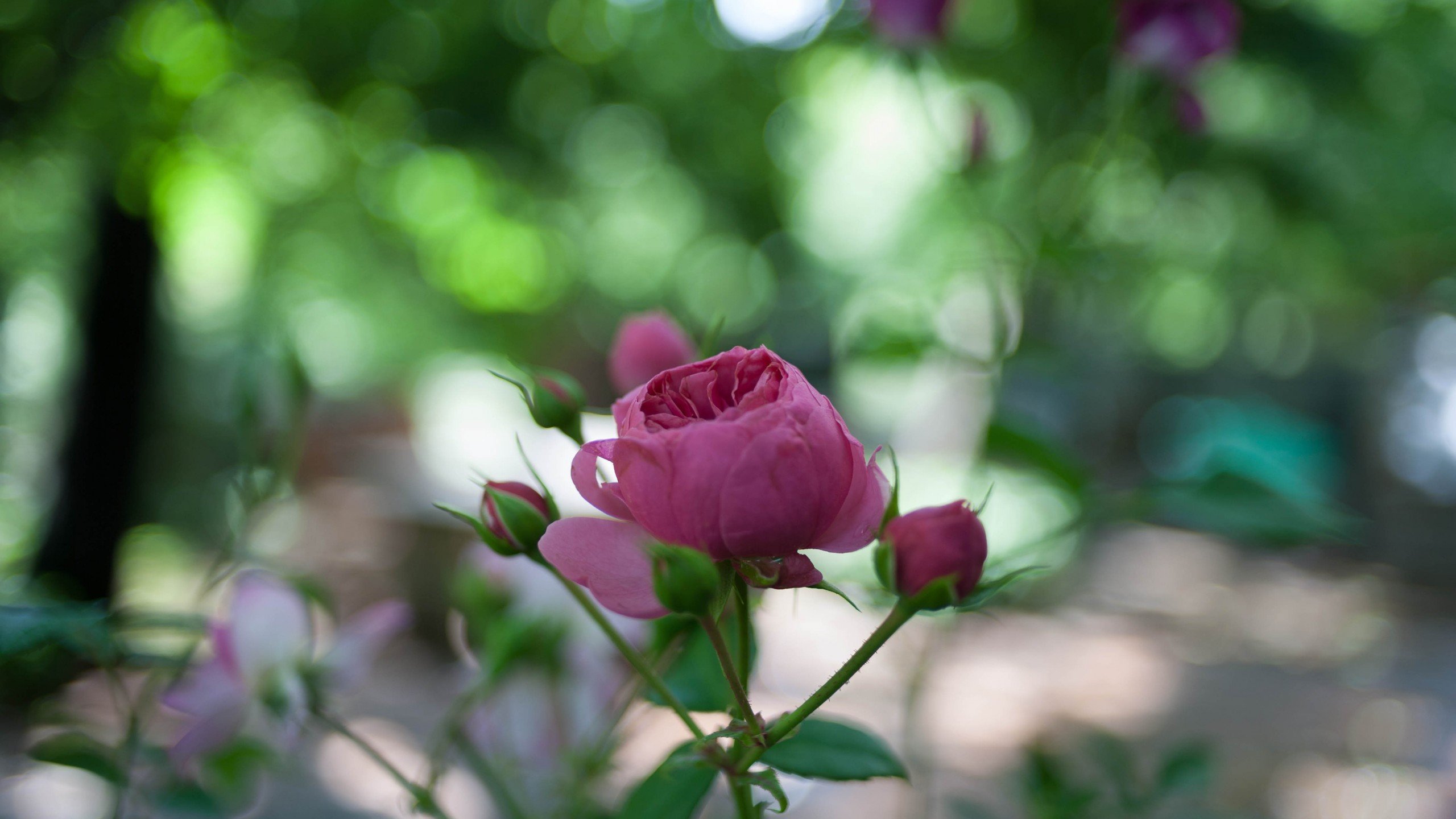 爱情美图,唯美温馨,玫瑰,浪漫