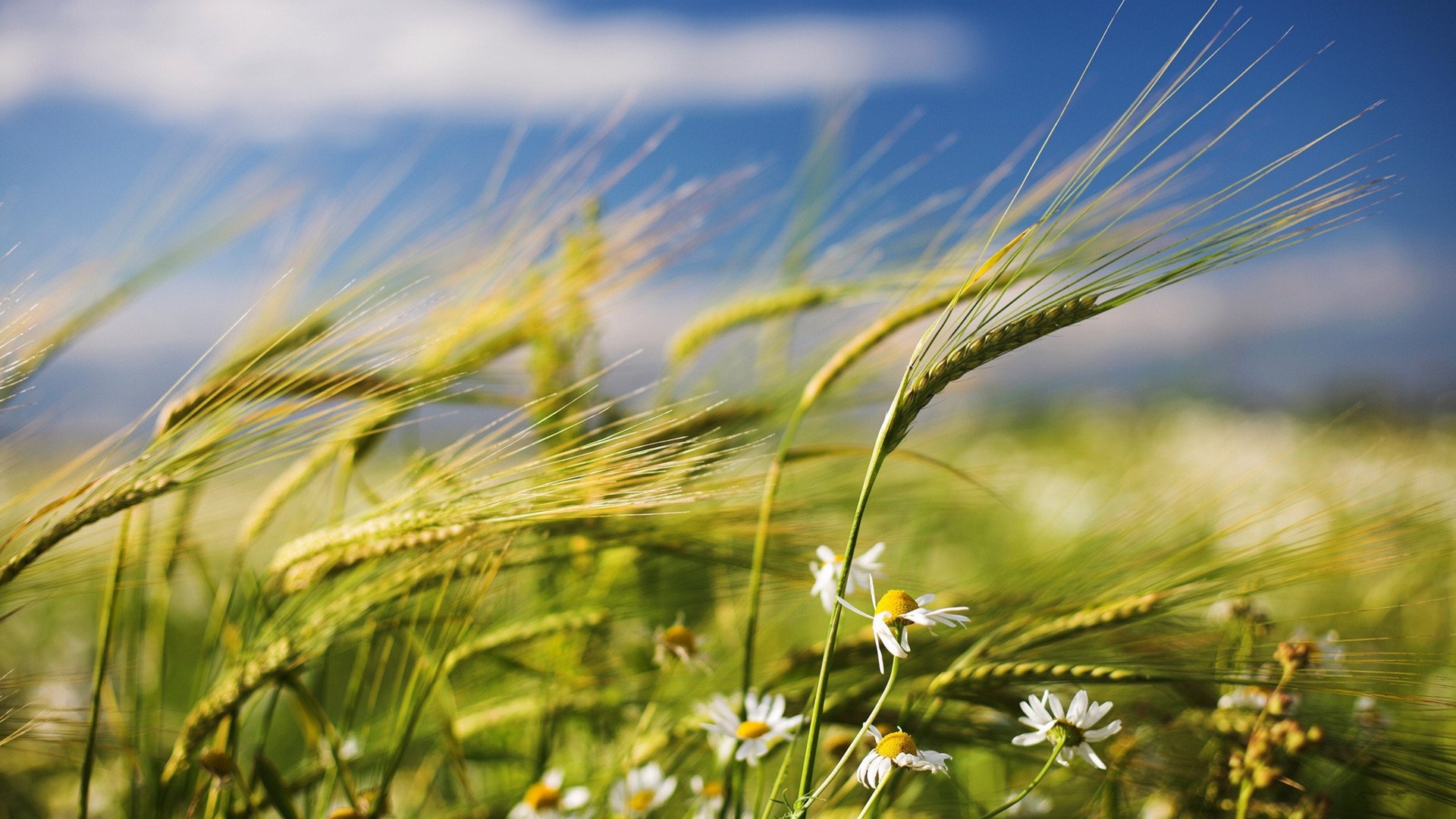 小清新,舒缓压力,麦子,2月25日,儿童桌面专用