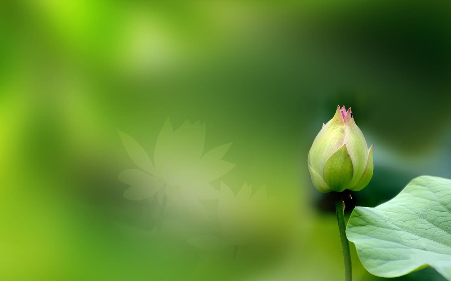 小清新,清新淡雅,花卉,1月31日,儿童桌面专用