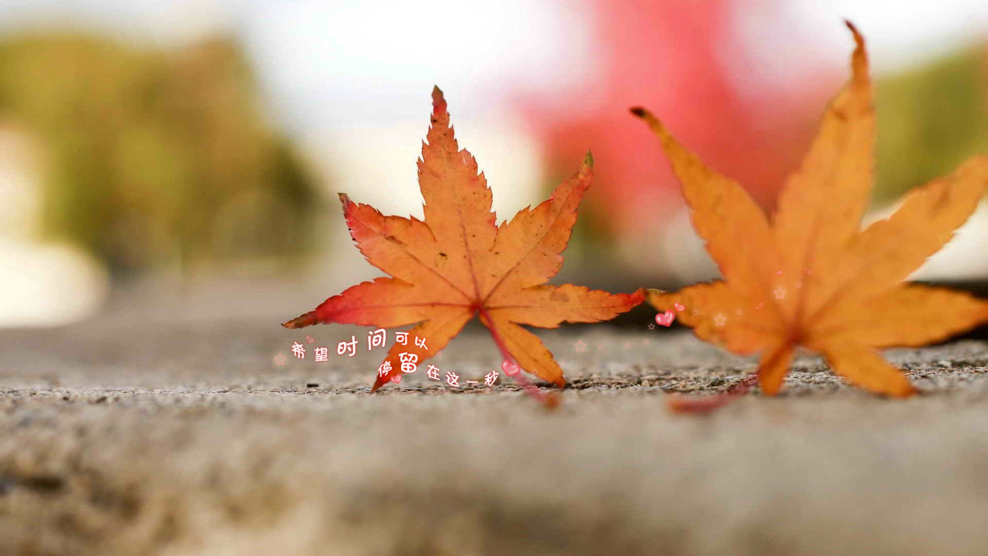 爱情美图,唯美温馨,爱心树叶