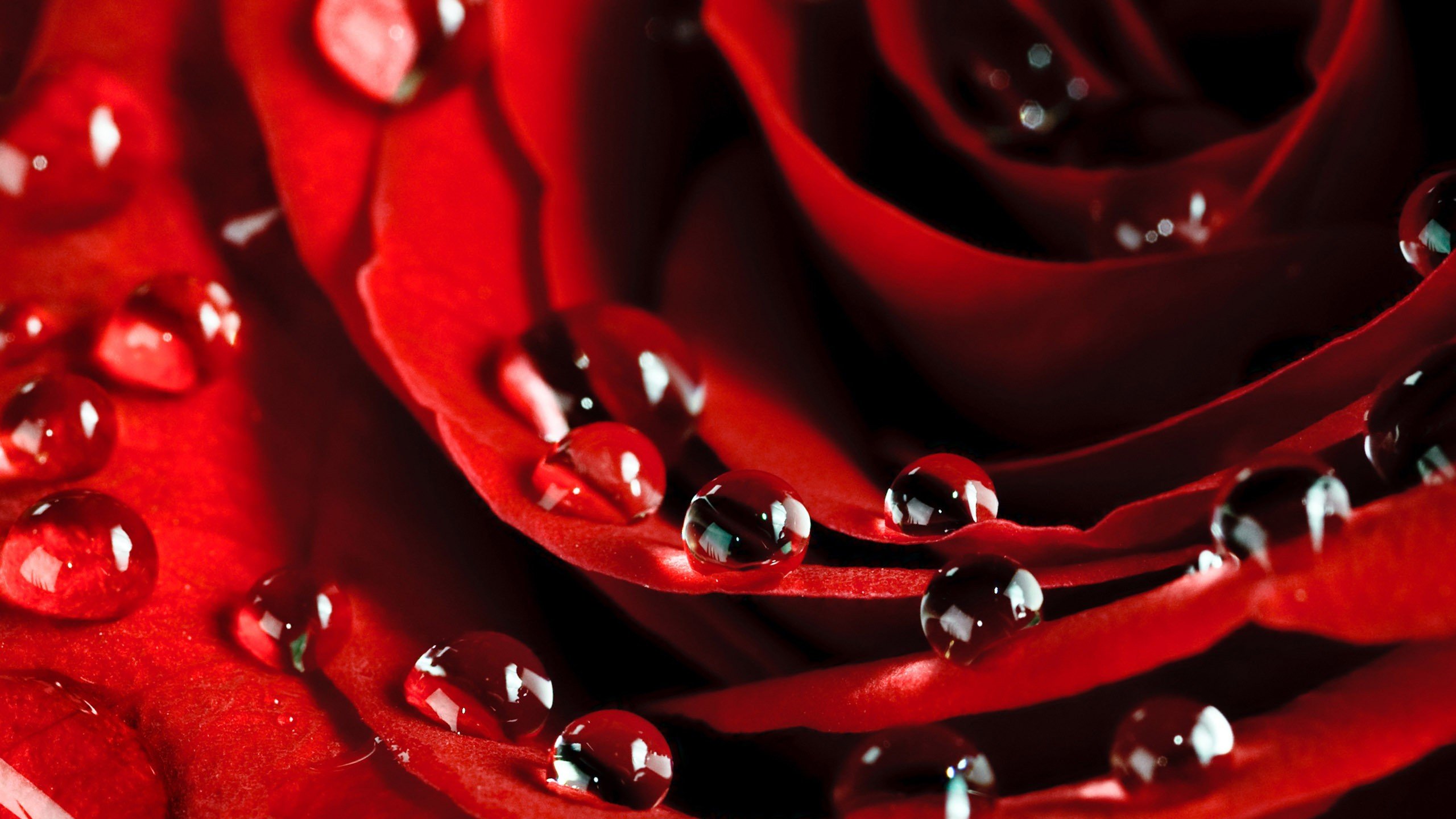 爱情美图,唯美温馨,玫瑰,浪漫