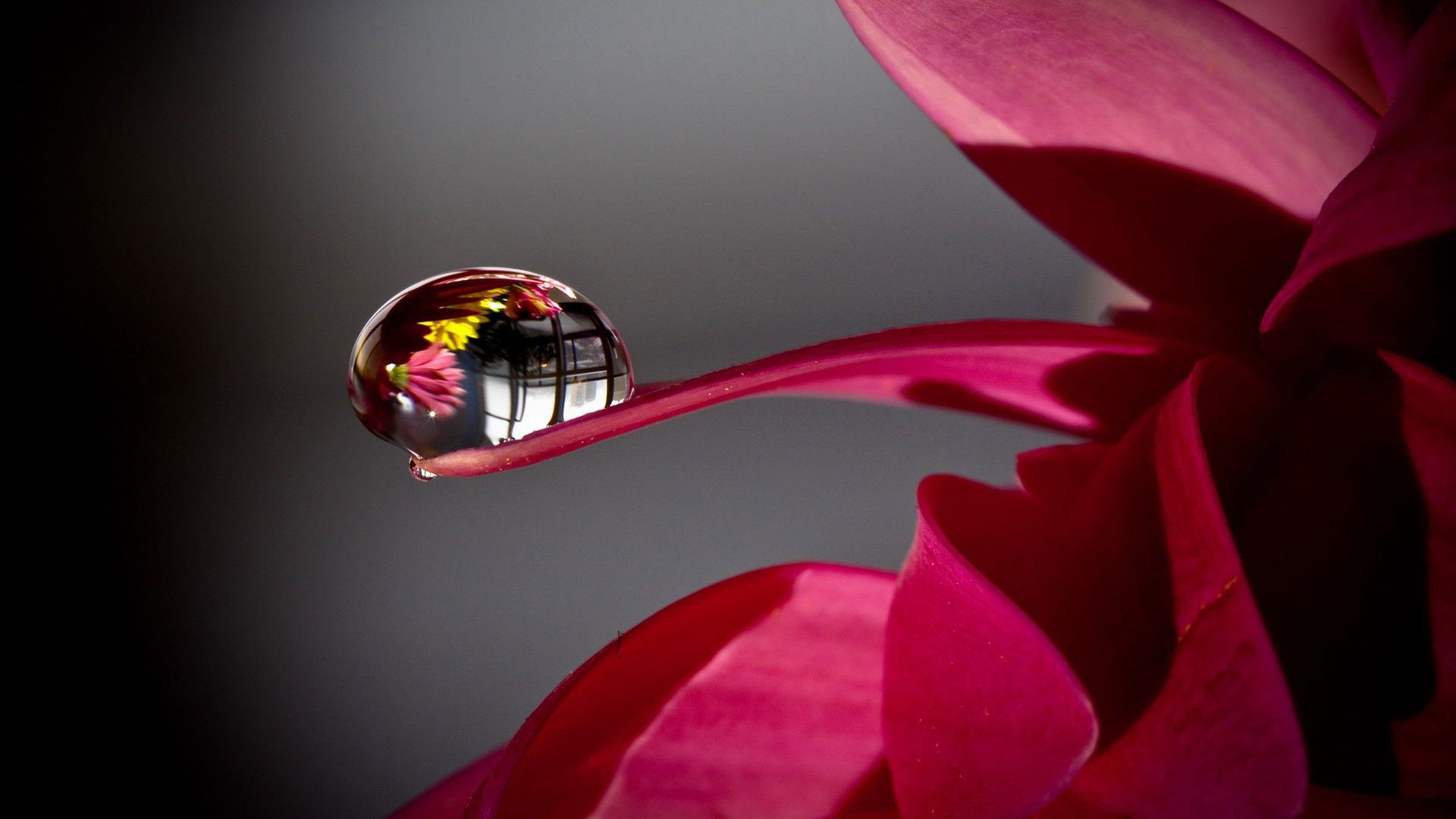 小清新,清新淡雅,花瓣,2月8日,儿童桌面专用