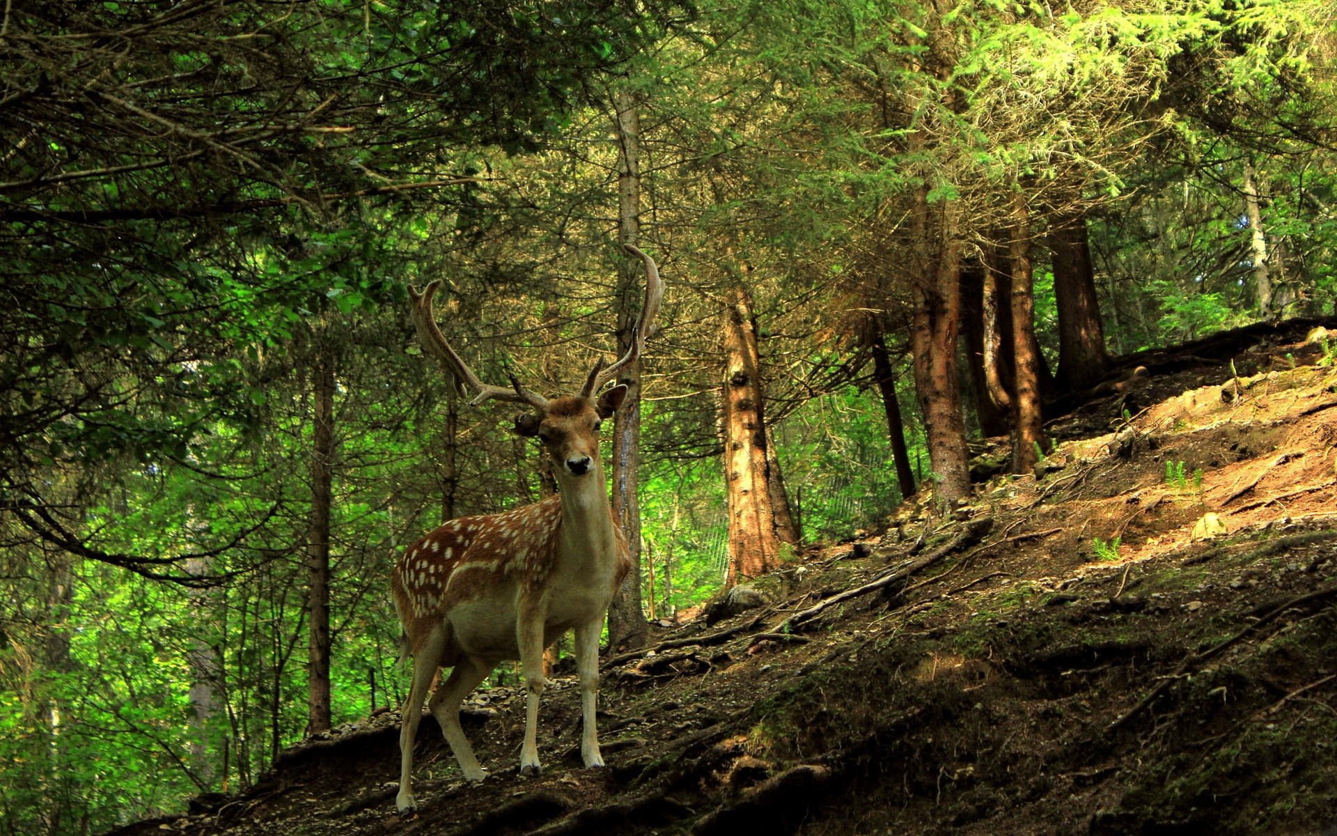 萌宠,野生动物,鹿,儿童桌面专用